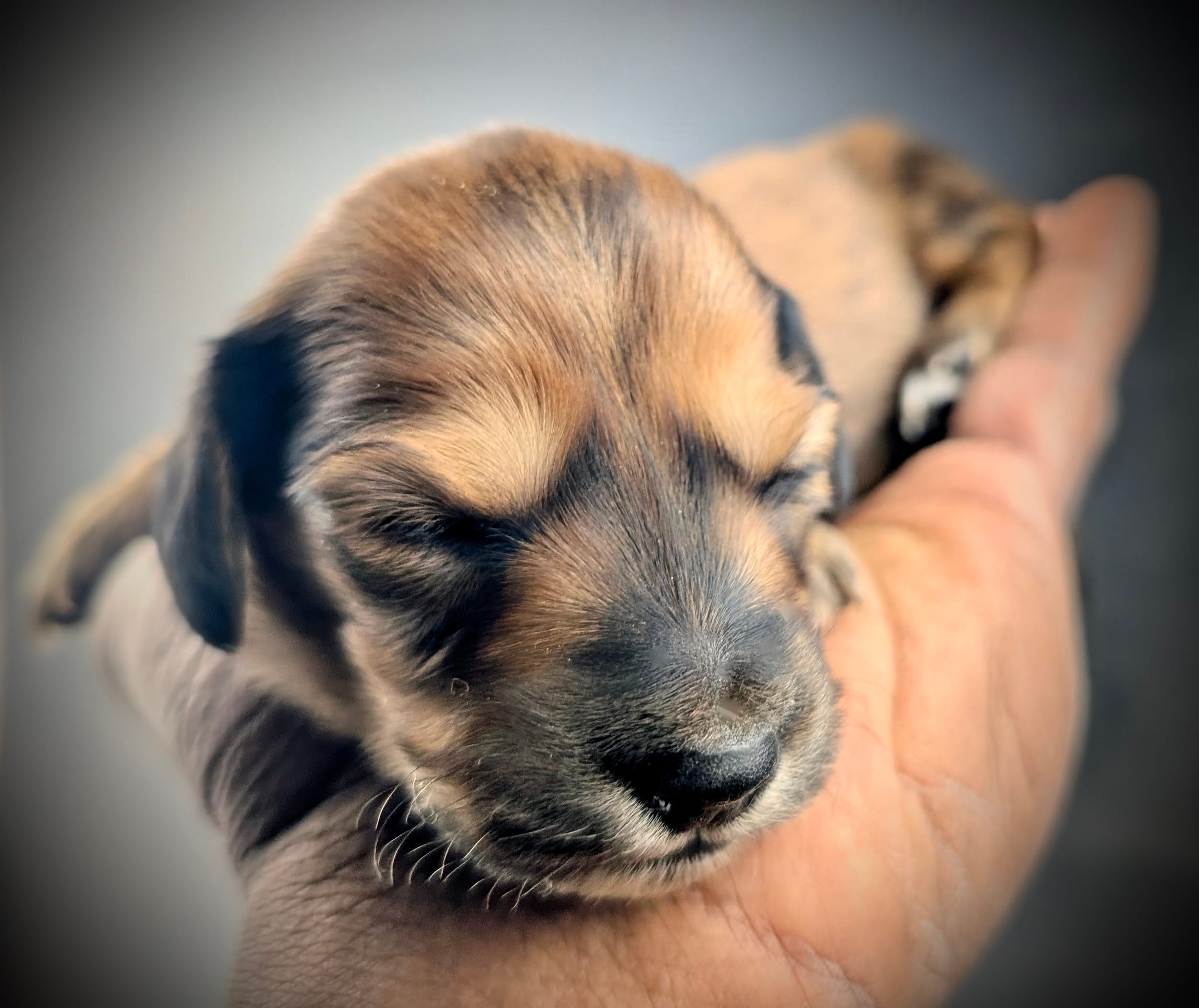 LOUISE – Miniature Dachshund puppy for sale in Culpeper, VA