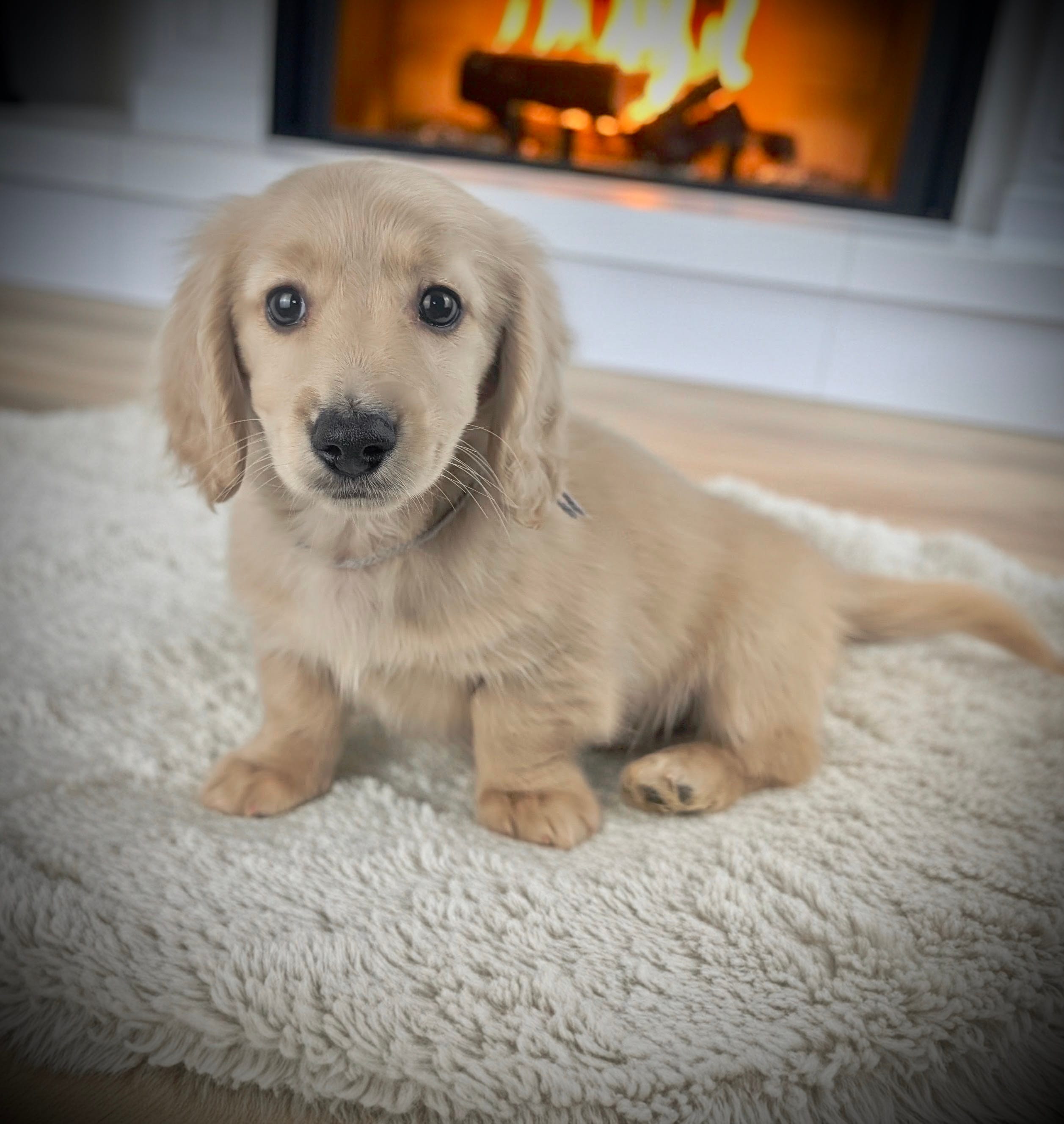 ADAM – Miniature Dachshund puppy for sale in Culpeper, VA