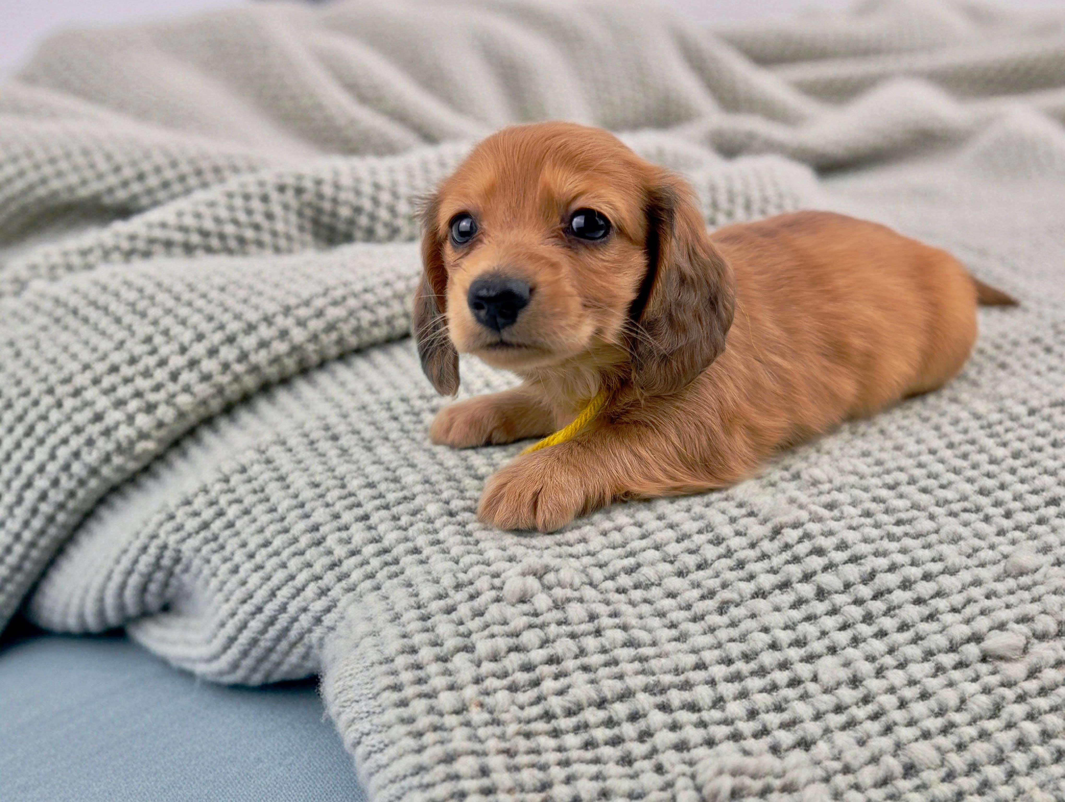LYNELLE – Miniature Dachshund puppy for sale in Culpeper, VA