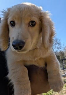 ADAM – Miniature Dachshund puppy for sale in Culpeper, VA