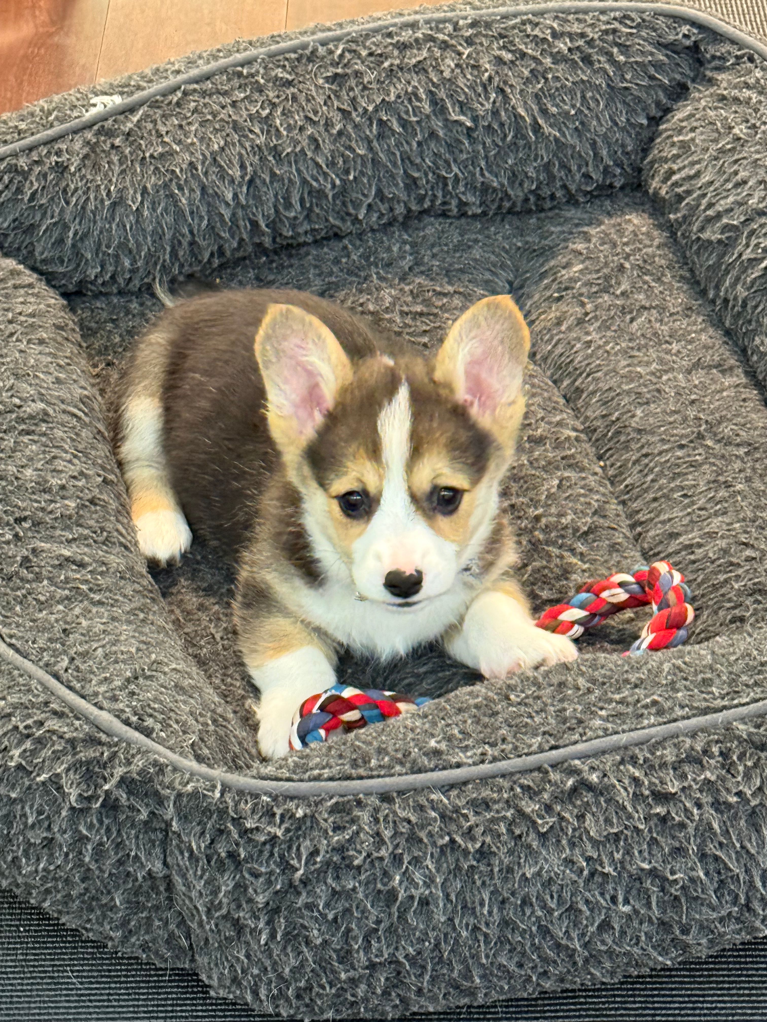 Chatlie – Pembroke Welsh Corgi puppy for sale in Wilbraham, MA