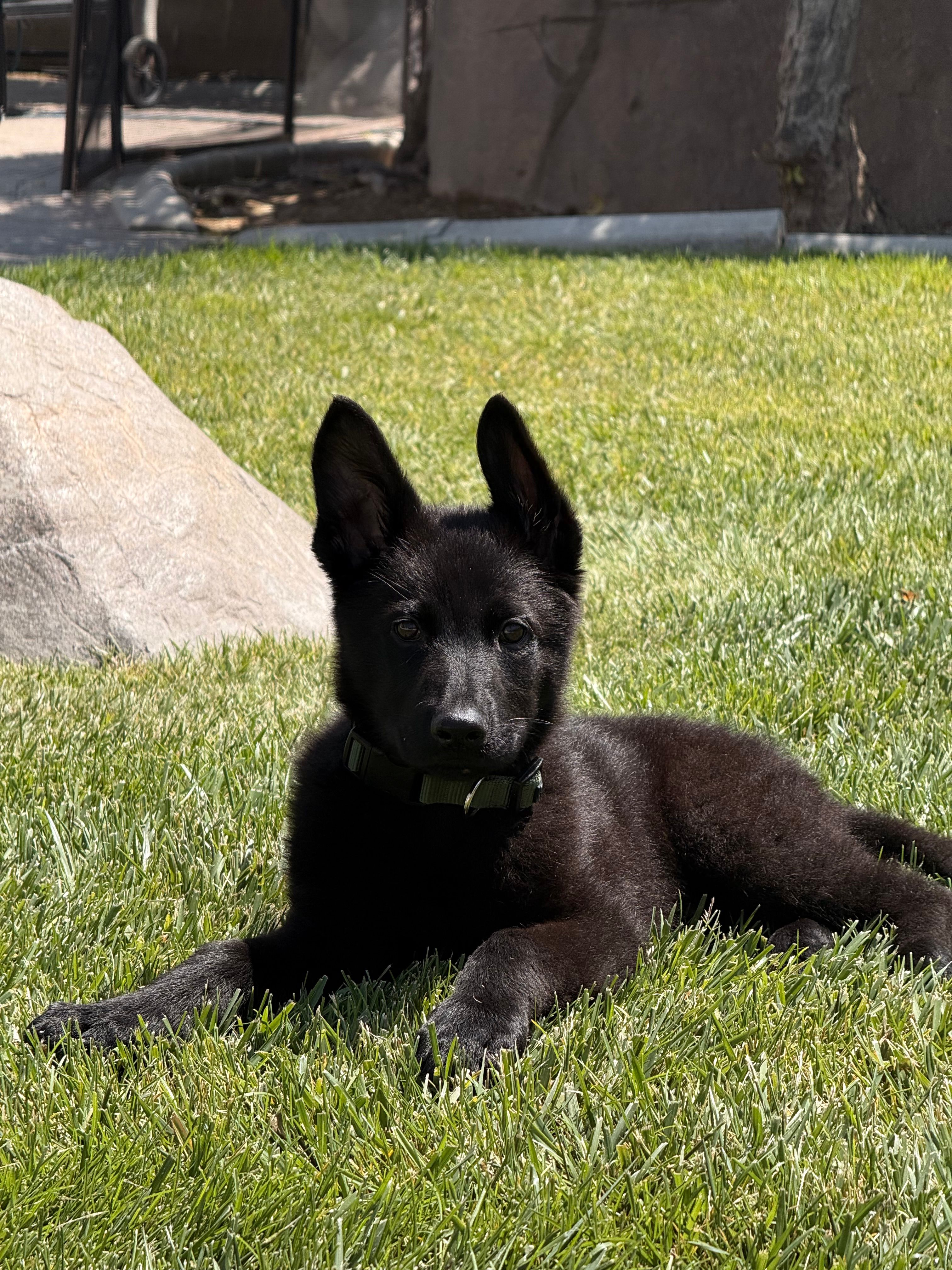 Angel – German Shepherd Dog puppy for sale in Murrieta, CA