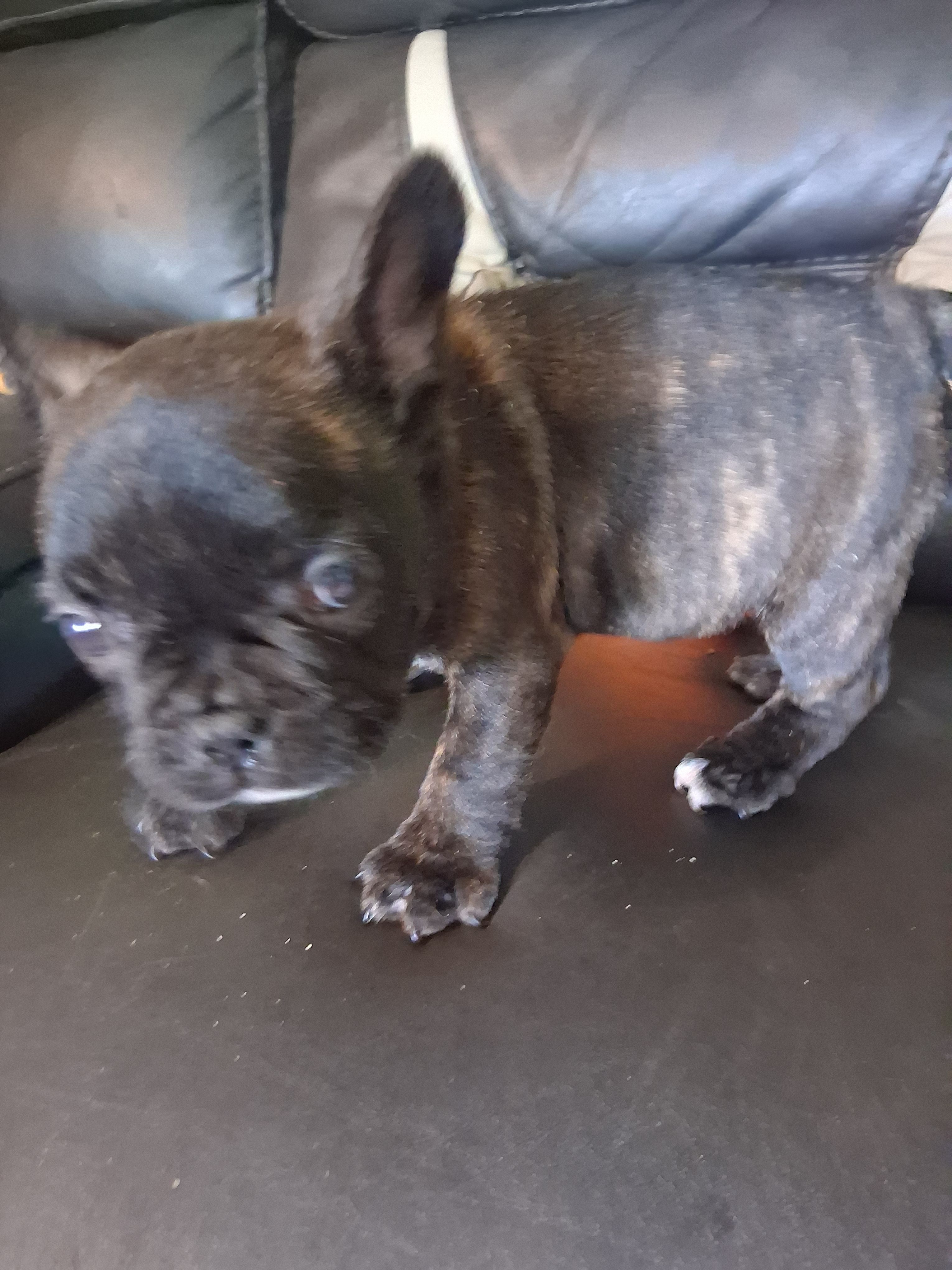 Max – French Bulldog puppy for sale in Lawrenceburg, KY