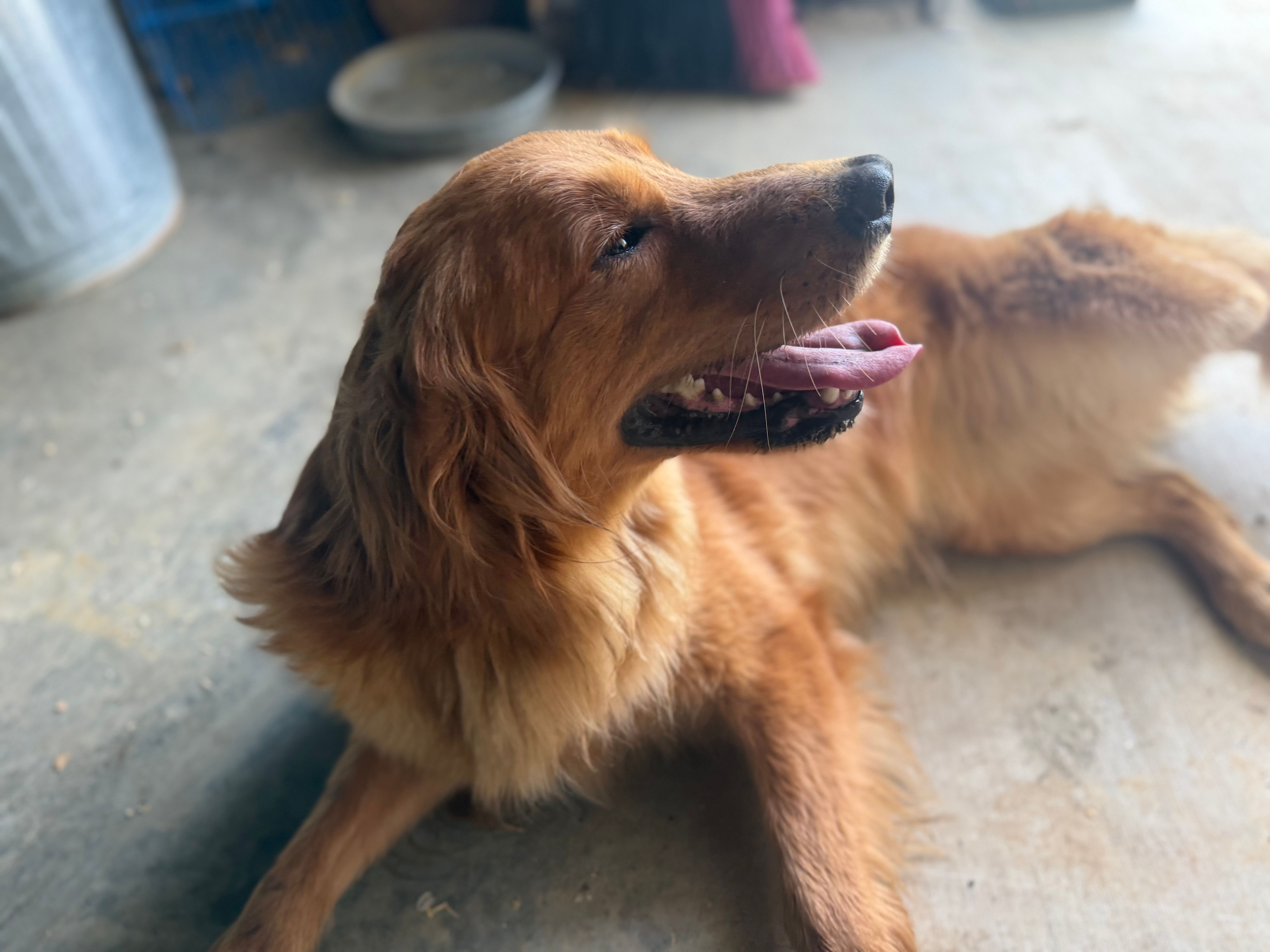 Wendy AKC Adult – Golden Retriever puppy for sale in Durant, OK