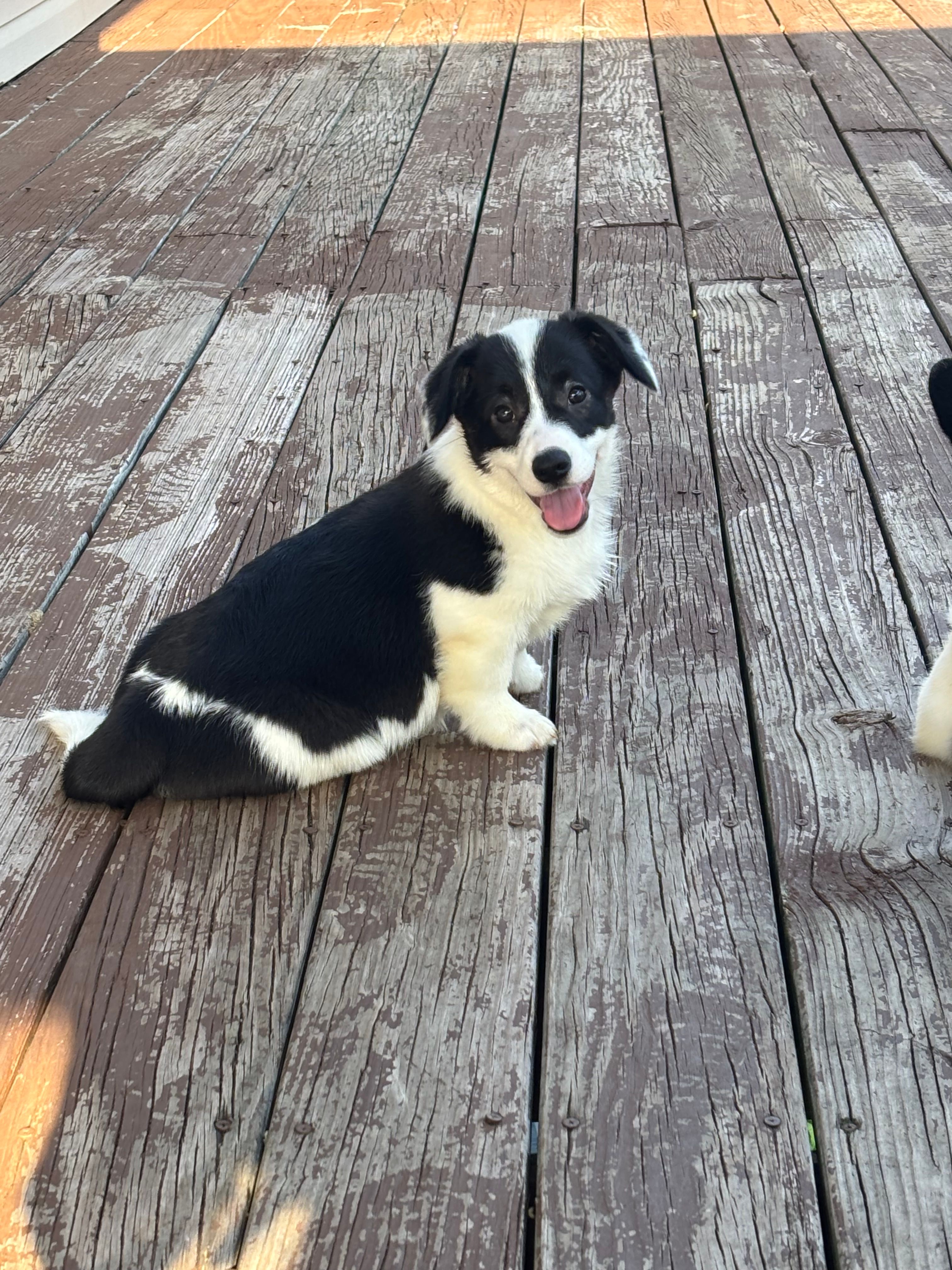Purdy – Cardigan Welsh Corgi, Pembroke Welsh Corgi puppy for sale in Lake Station, IN