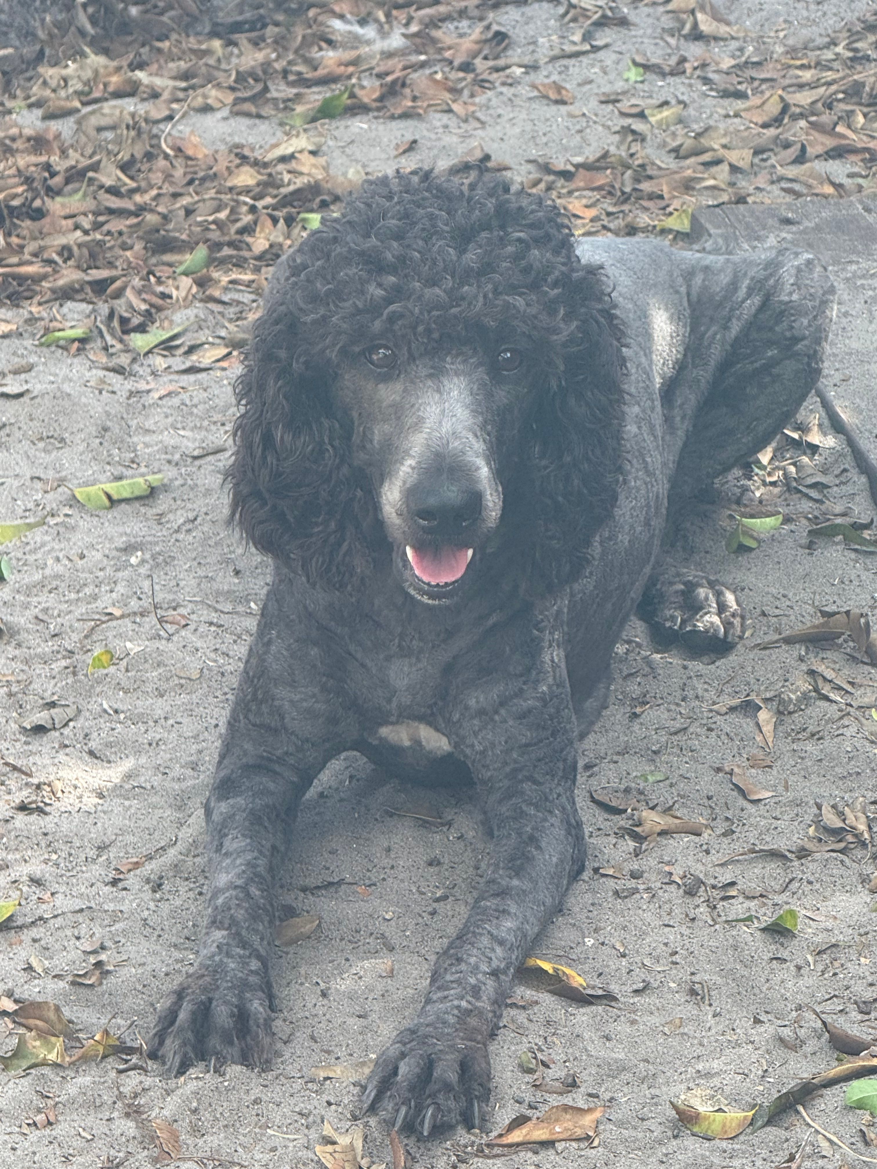 Molly – Poodle - Standard  puppy for sale in Wellington, FL