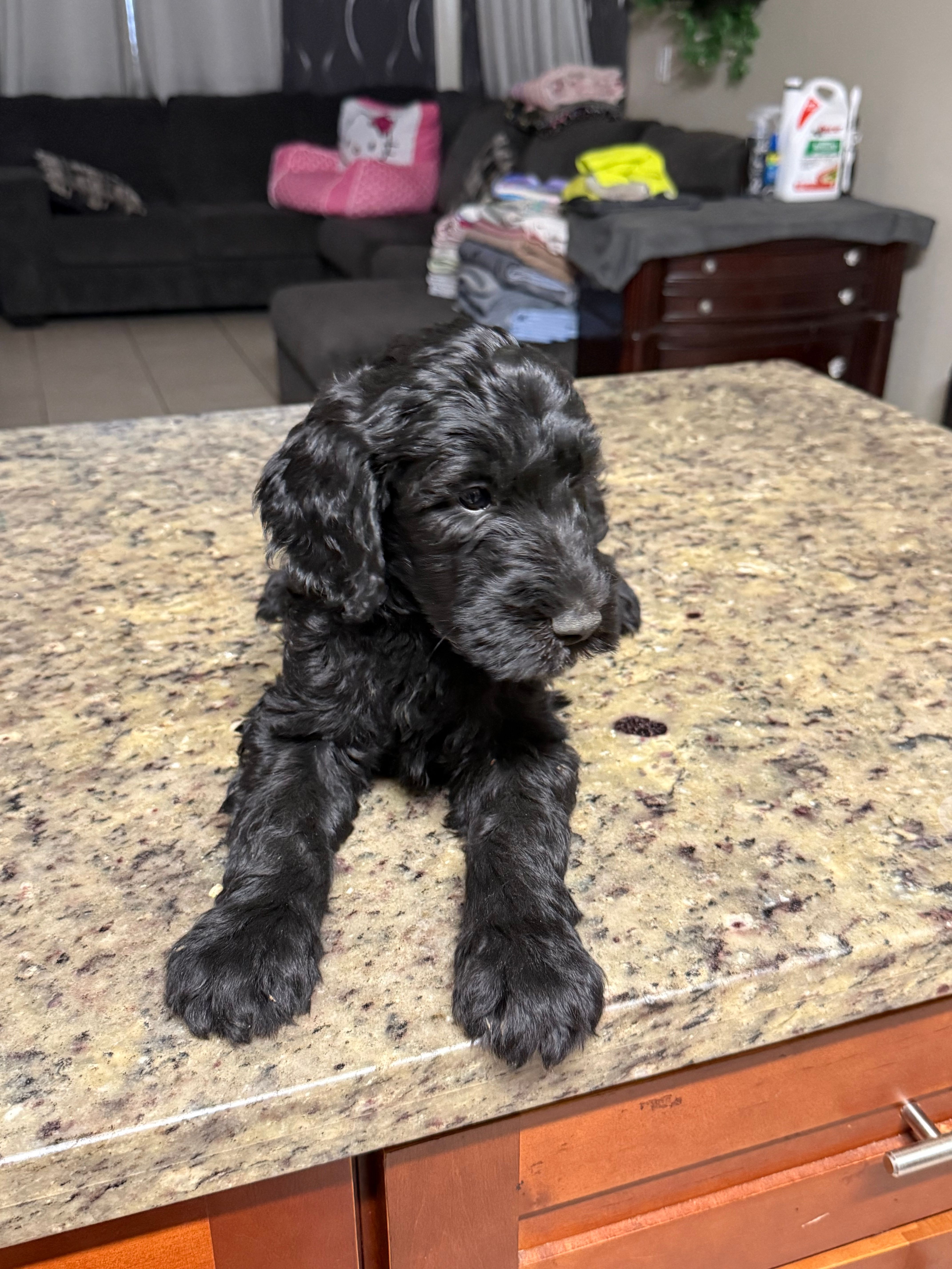 Blk boy – Goldendoodle puppy for sale in Wellington, FL
