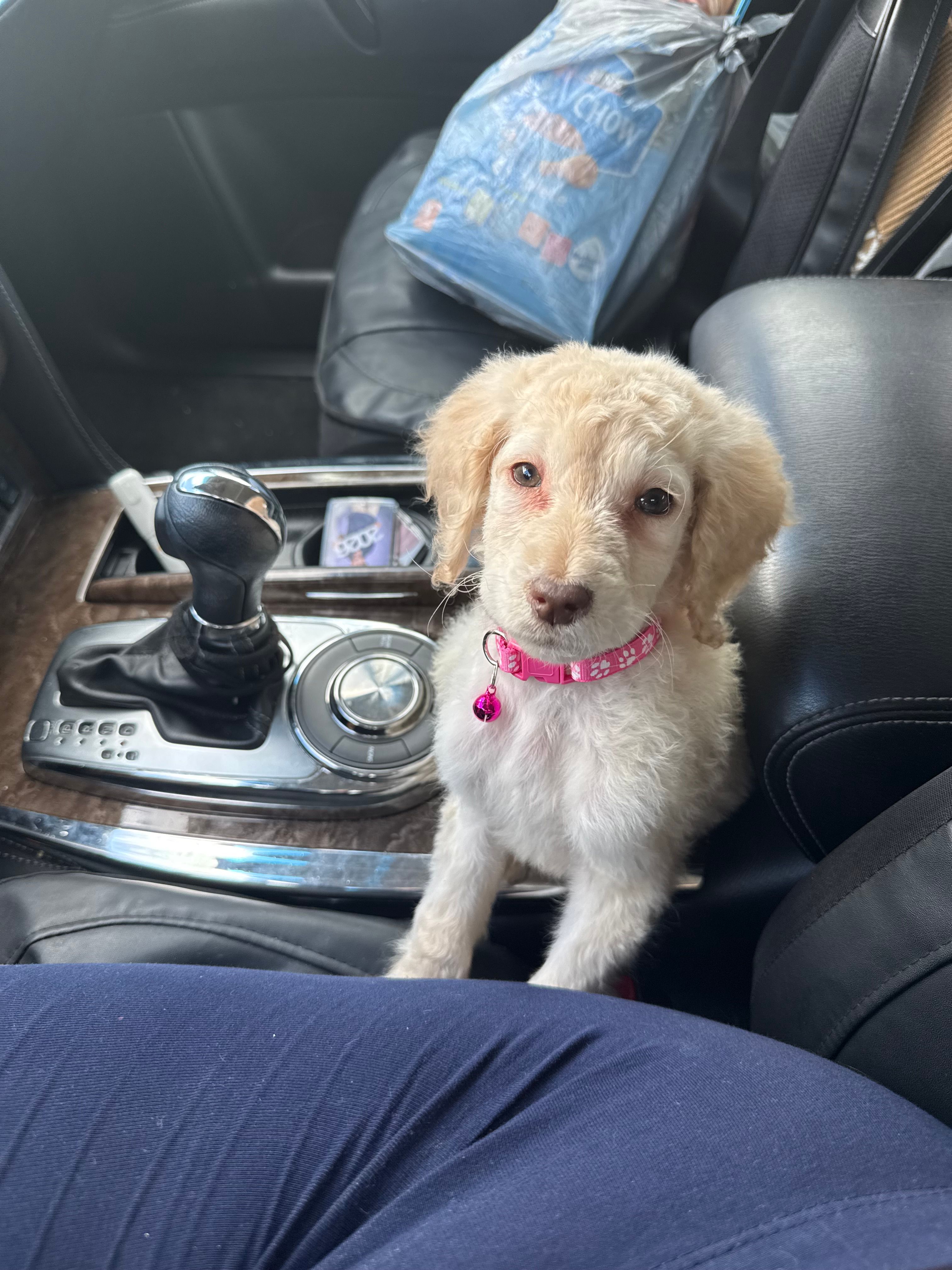 Blondy  – Goldendoodle puppy for sale in Wellington, FL
