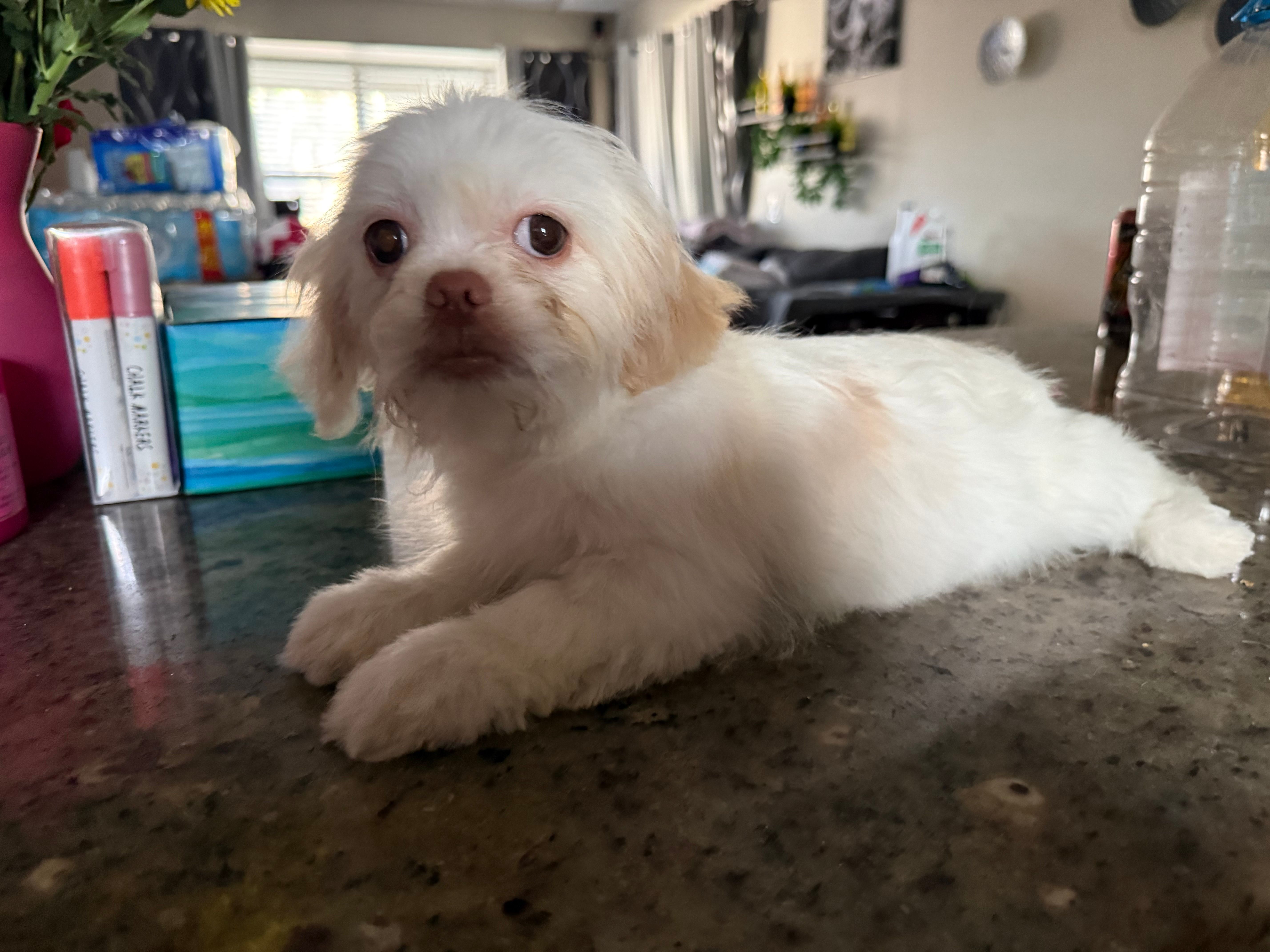 Blanko – Shih Tzu puppy for sale in Wellington, FL