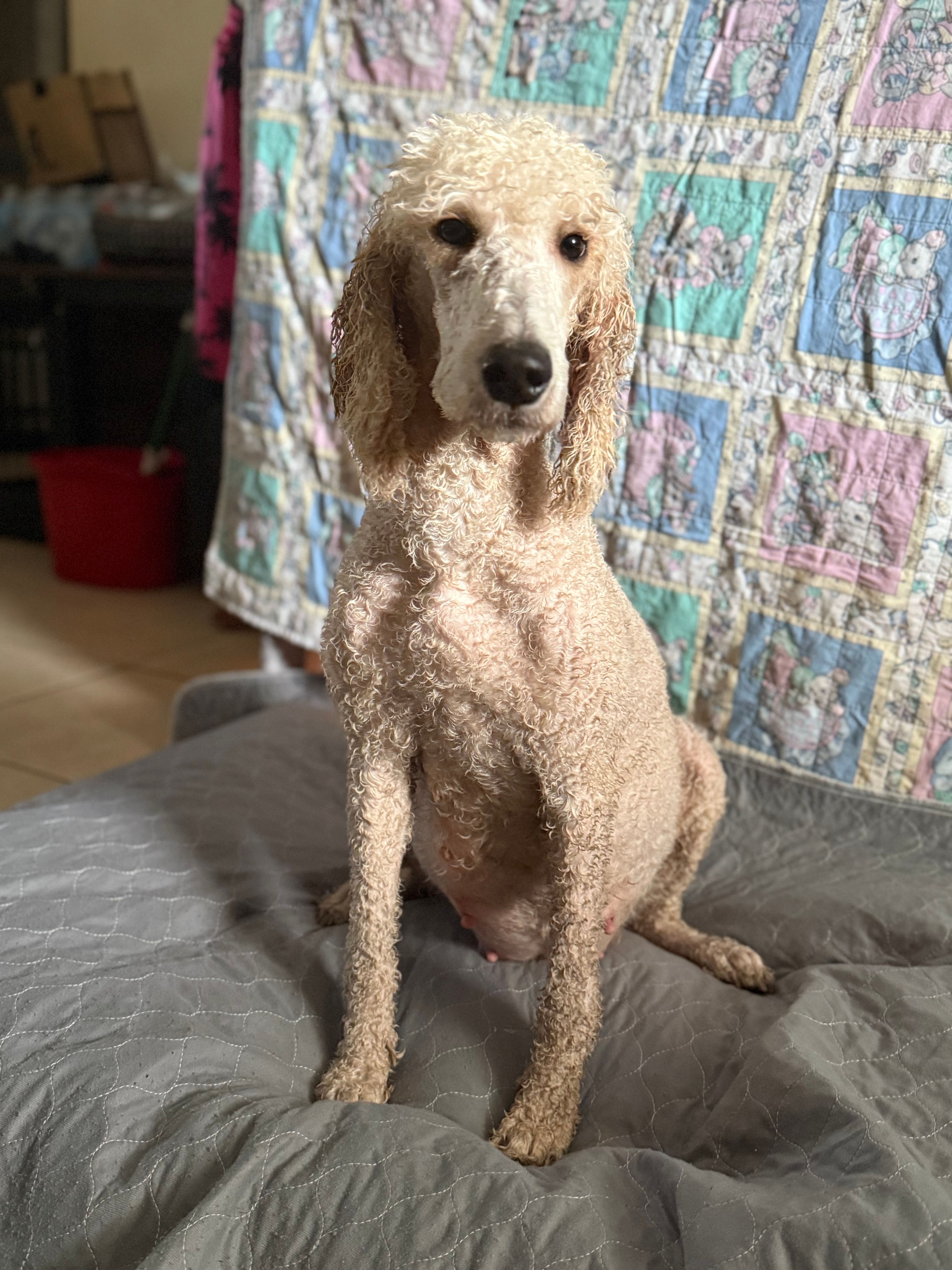 Cookie – Poodle - Standard  puppy for sale in Wellington, FL