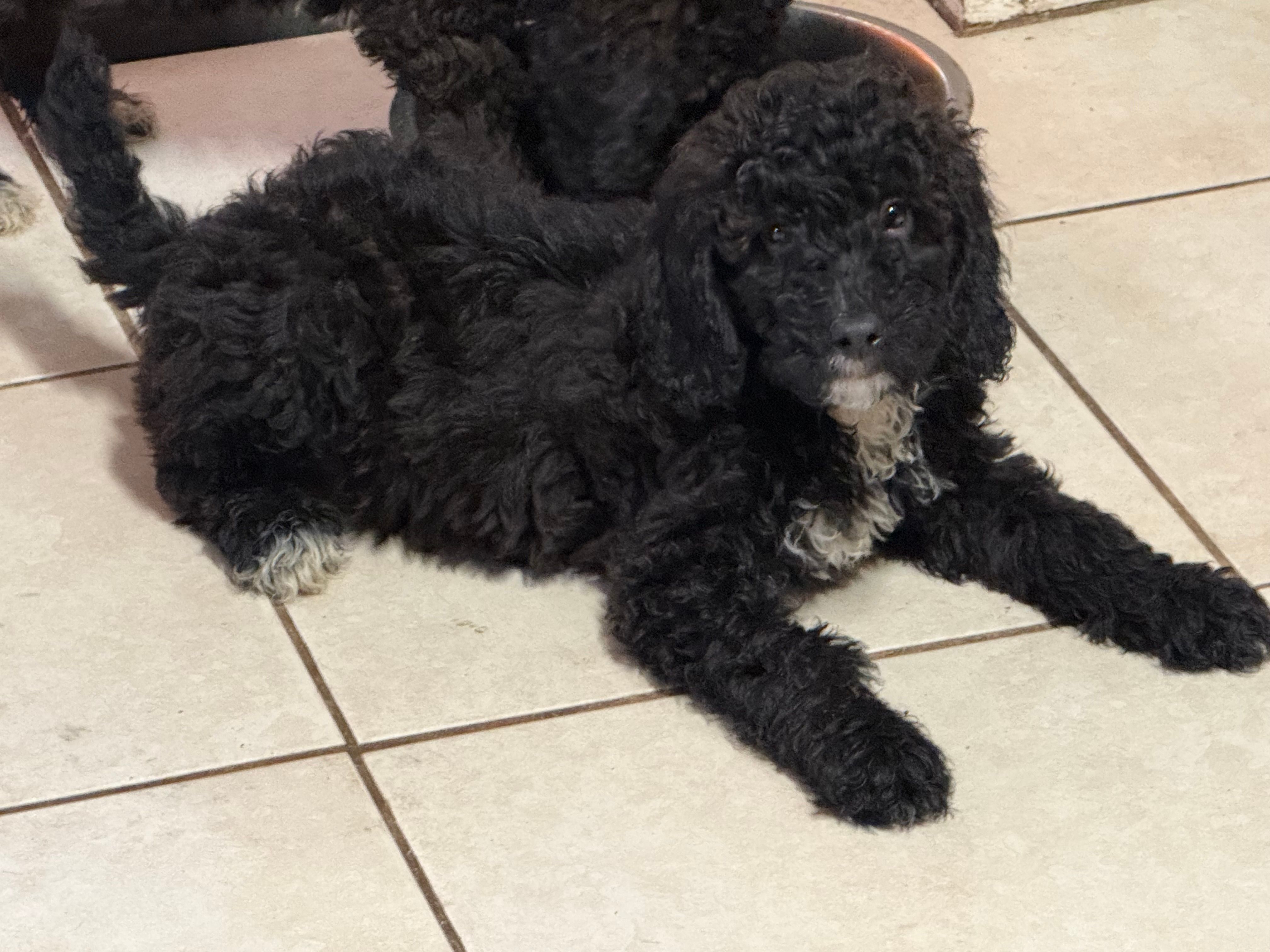 Tuxedo – Poodle - Miniature  puppy for sale in Wellington, FL