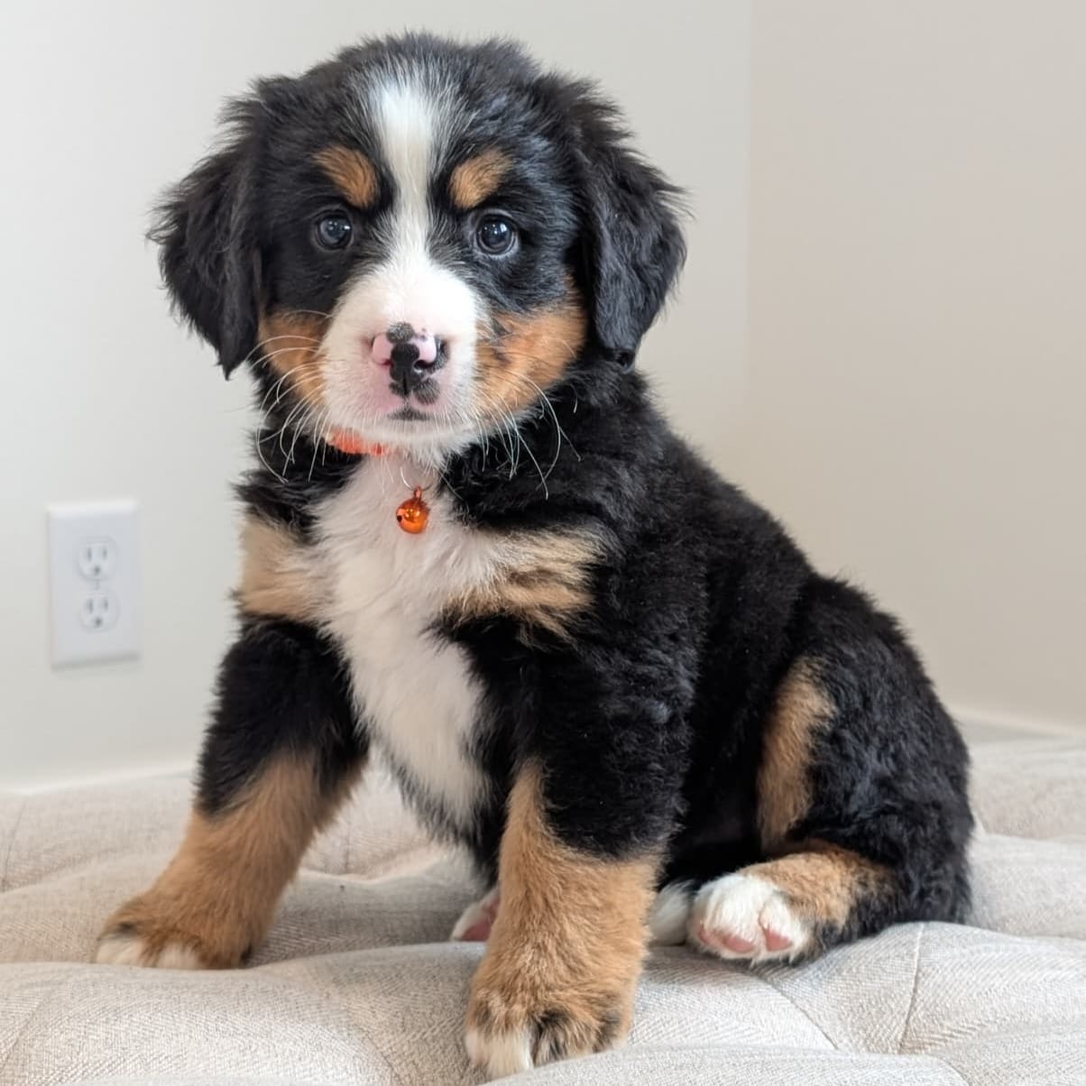 Brooke - AKC – Bernese Mountain Dog puppy for sale in Federalsburg, MD