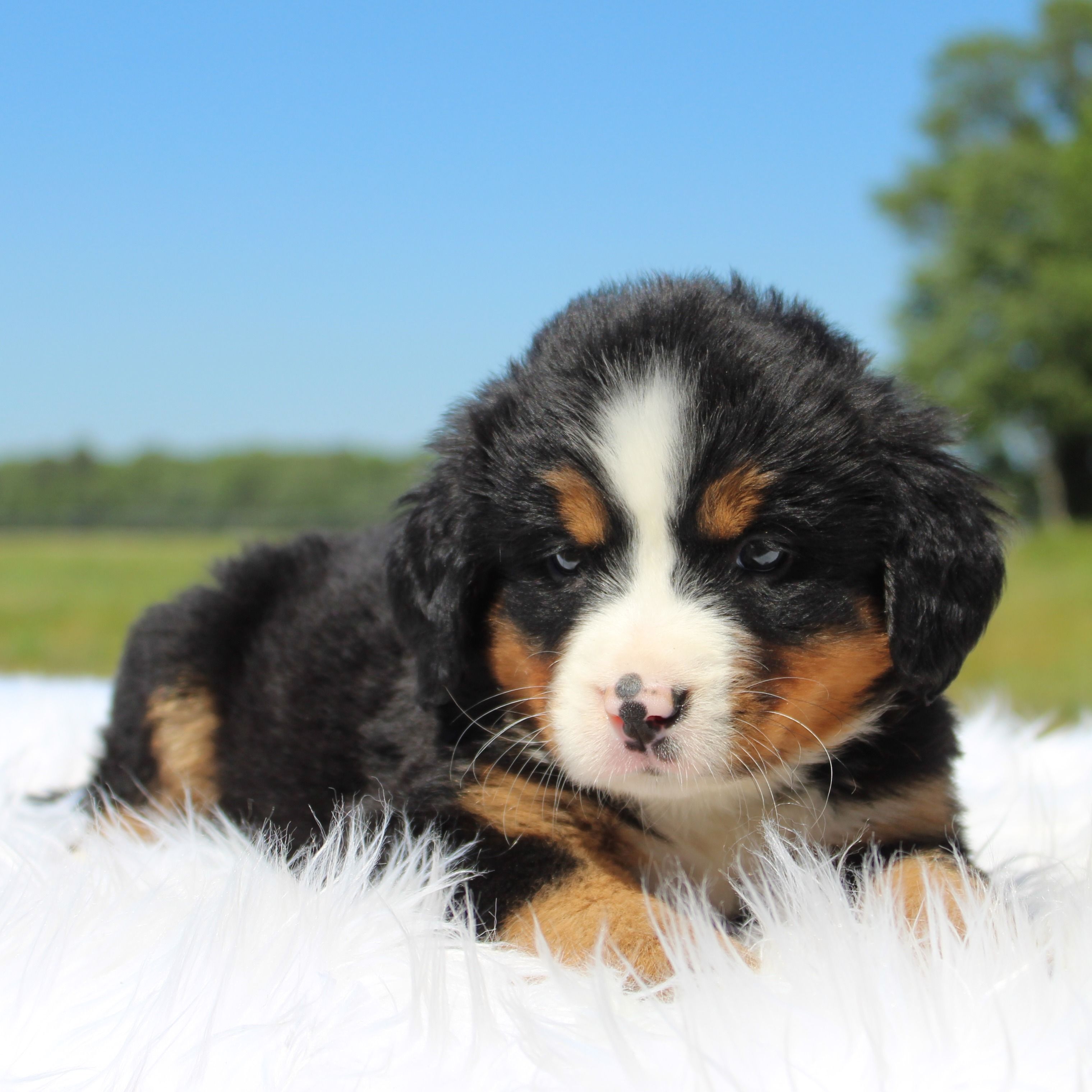 Brooke - AKC – Bernese Mountain Dog puppy for sale in Federalsburg, MD