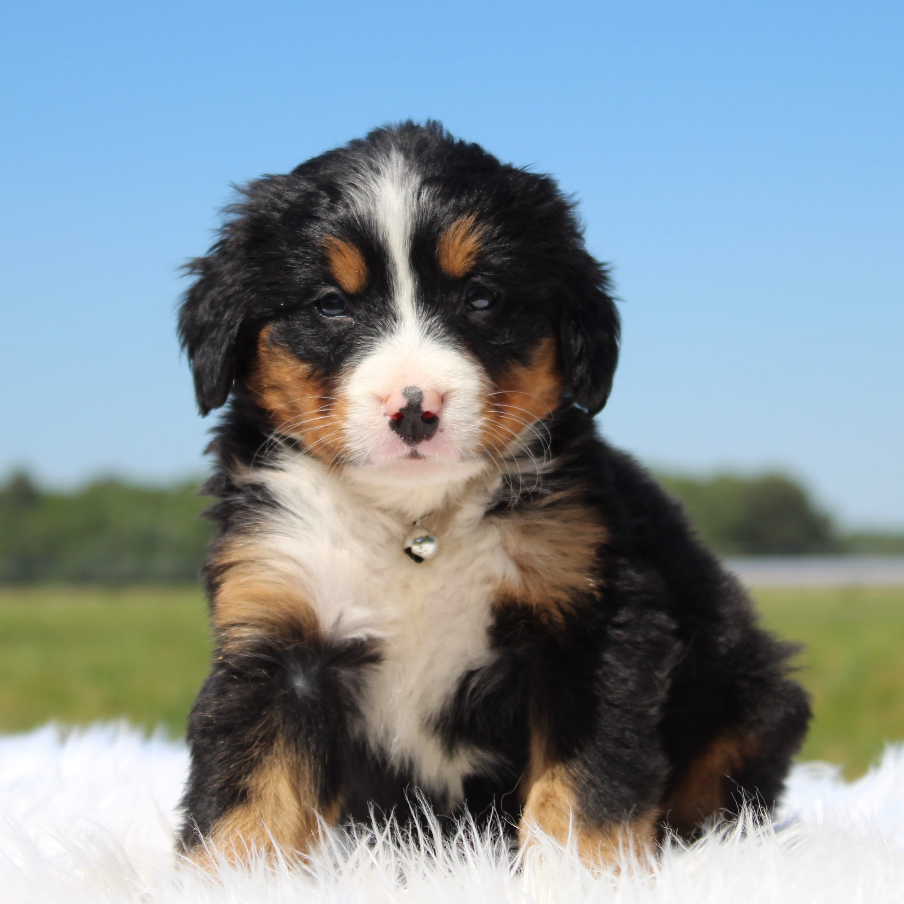 Honey - AKC – Bernese Mountain Dog puppy for sale in Federalsburg, MD