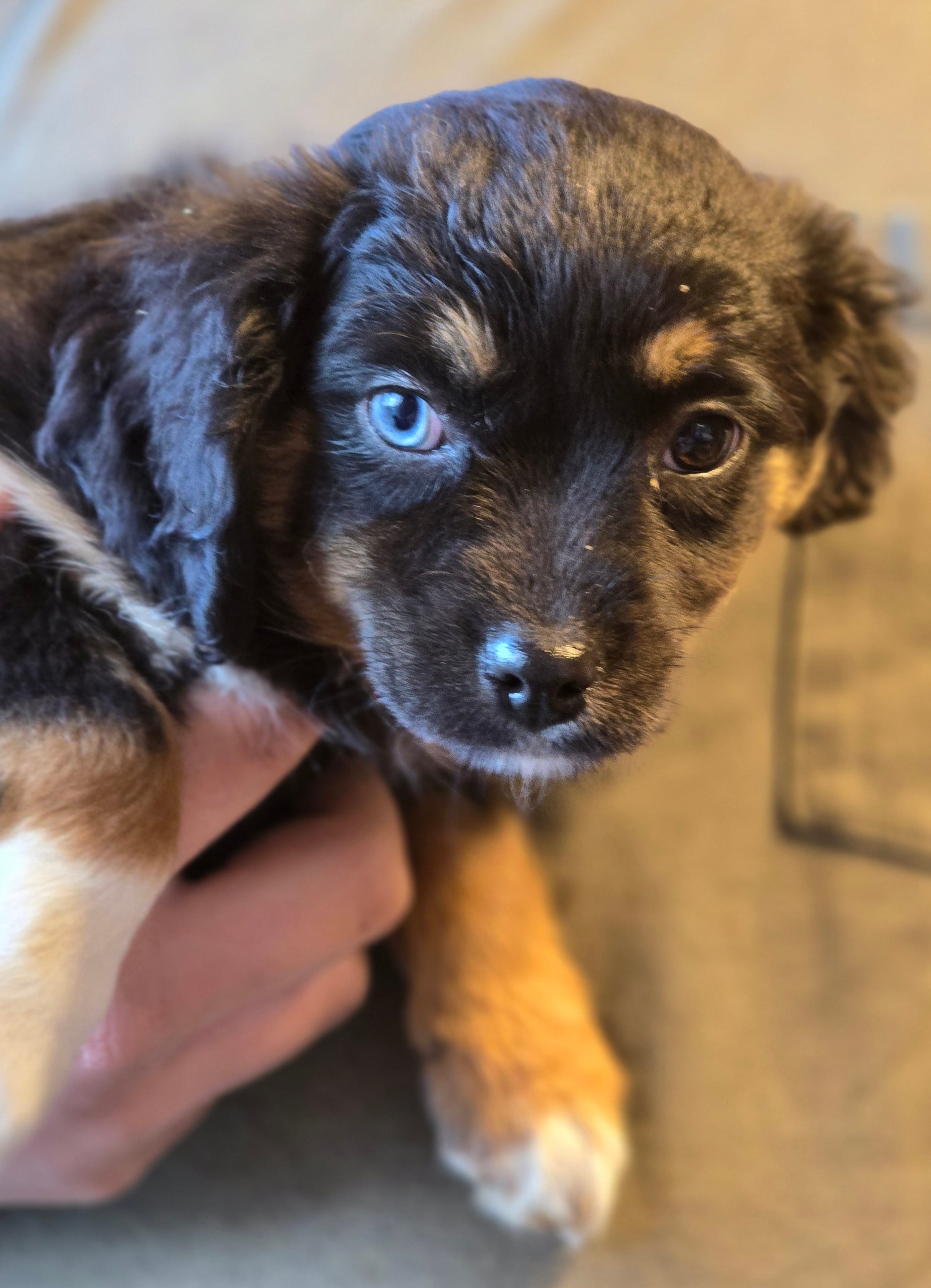 Petunia  – Aussalier puppy for sale in Arkport, NY