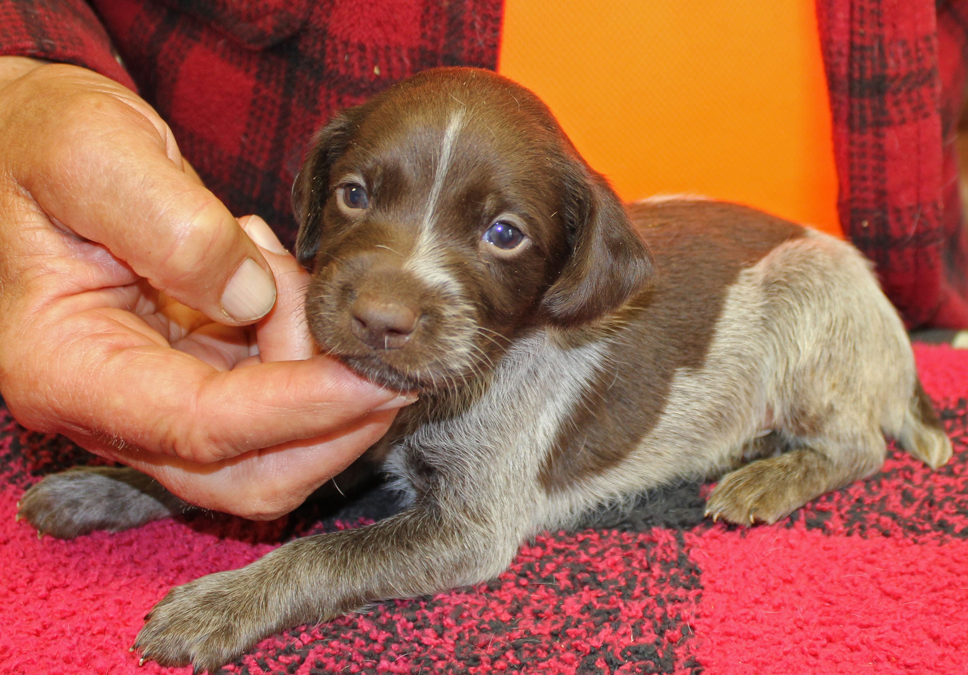 Ruger – German Shorthaired Pointer puppy for sale in Gladwin, MI