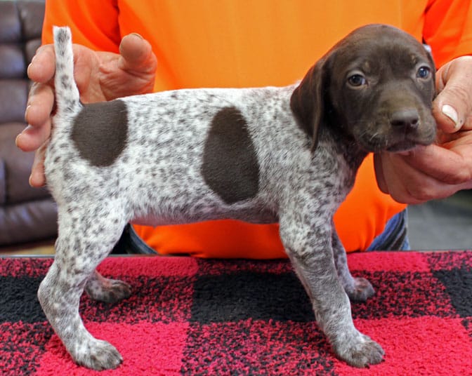 Lacey – German Shorthaired Pointer puppy for sale in Gladwin, MI