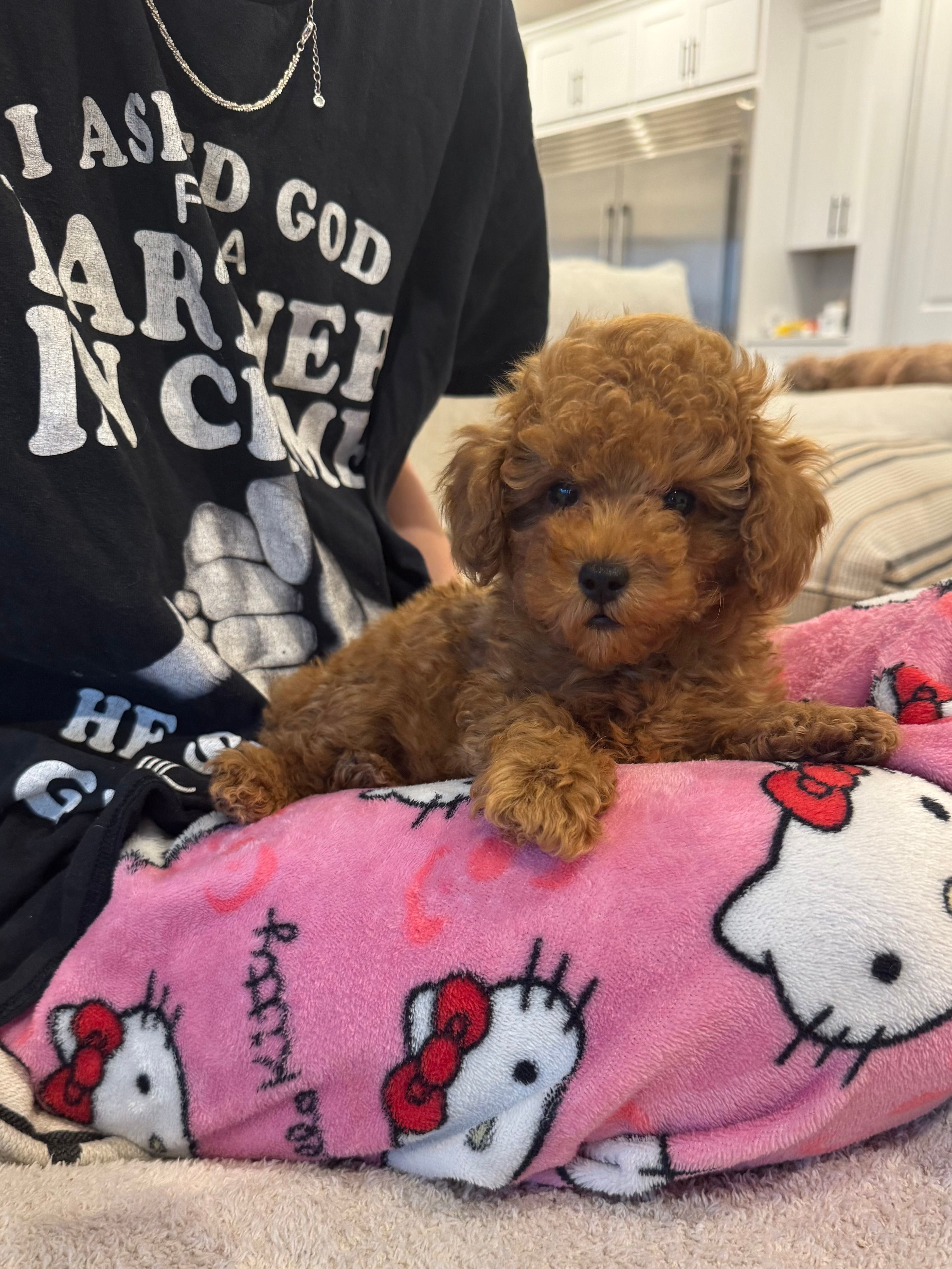 Baxter – Poodle - Toy  puppy for sale in San Tan Valley, AZ