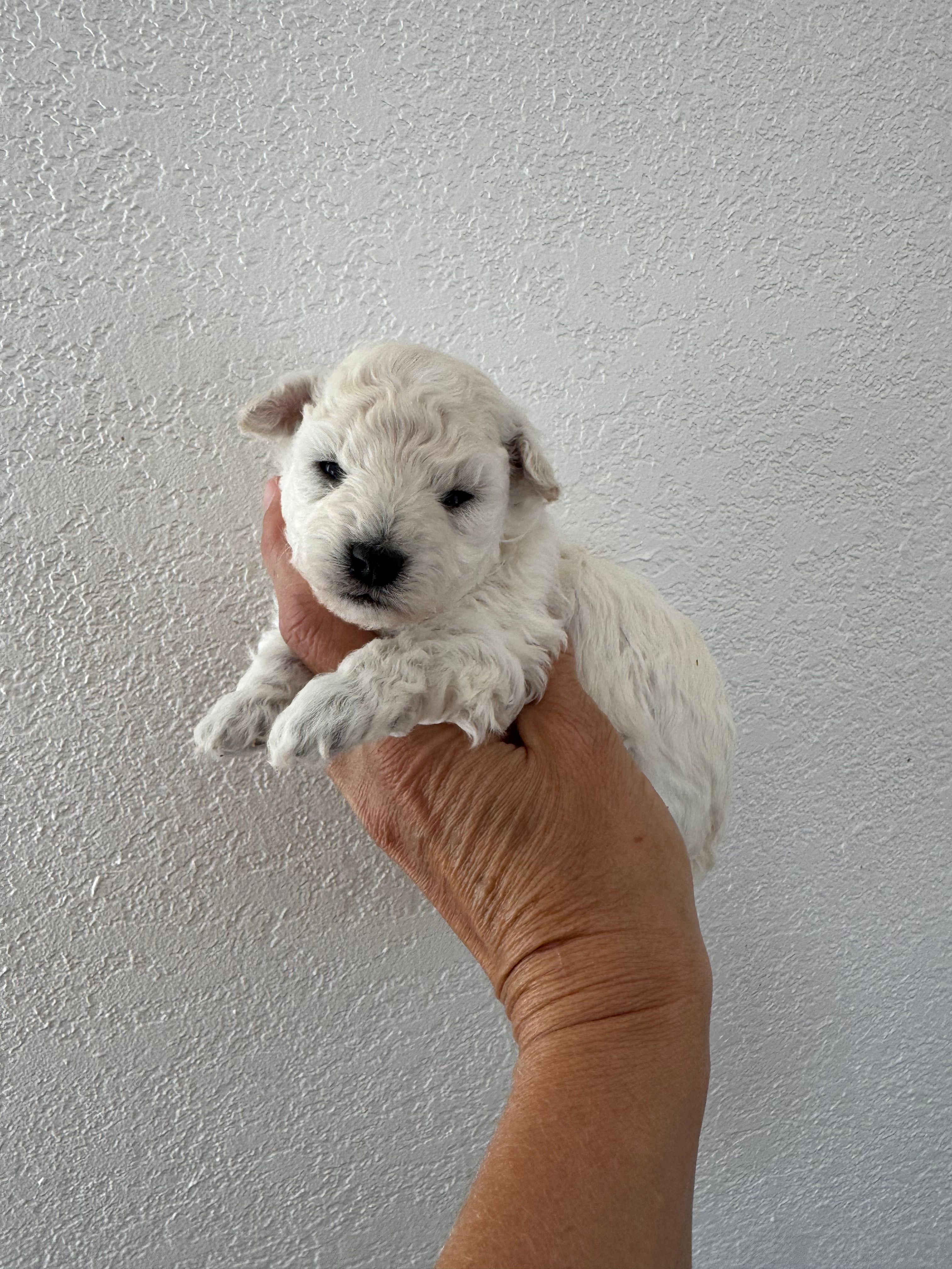 Milo – Poodle - Toy  puppy for sale in San Tan Valley, AZ