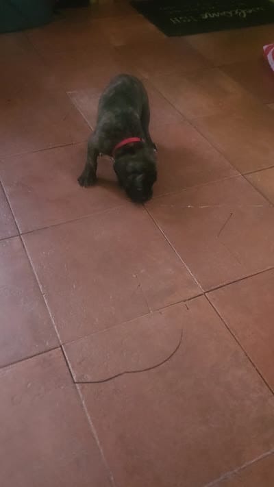 Fat man scoop, a male Cane Corso for sale in Bristol, CT – 2 of 6