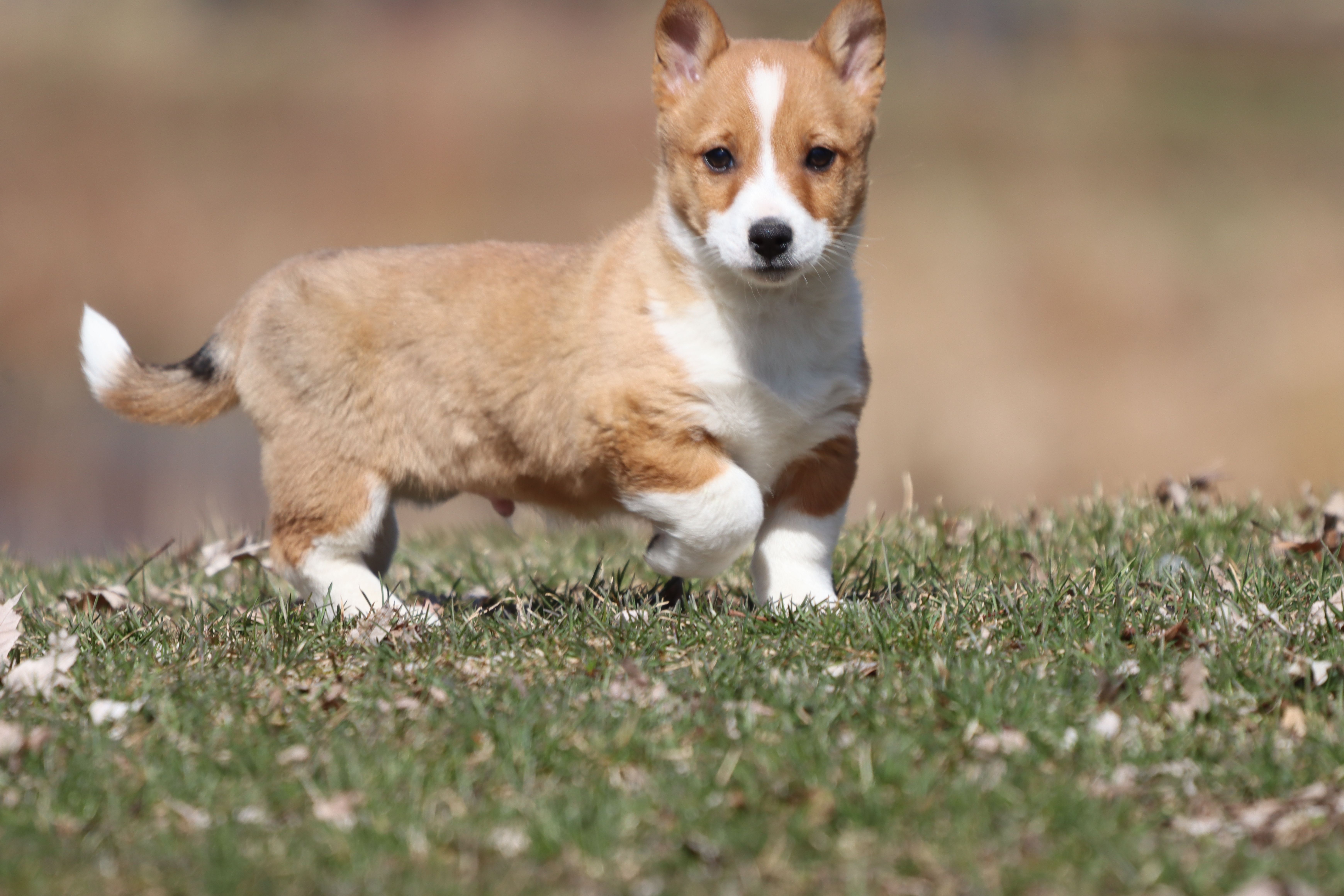 Drifter  – Pembroke Welsh Corgi puppy for sale in Grand Rapids, MI