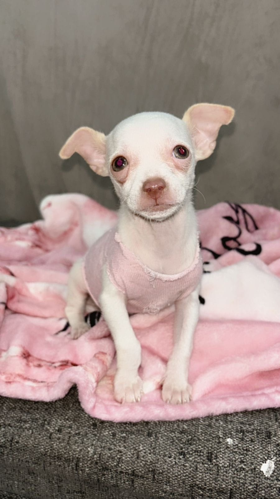 Pink – Chihuahua puppy for sale in Santa Ana, CA
