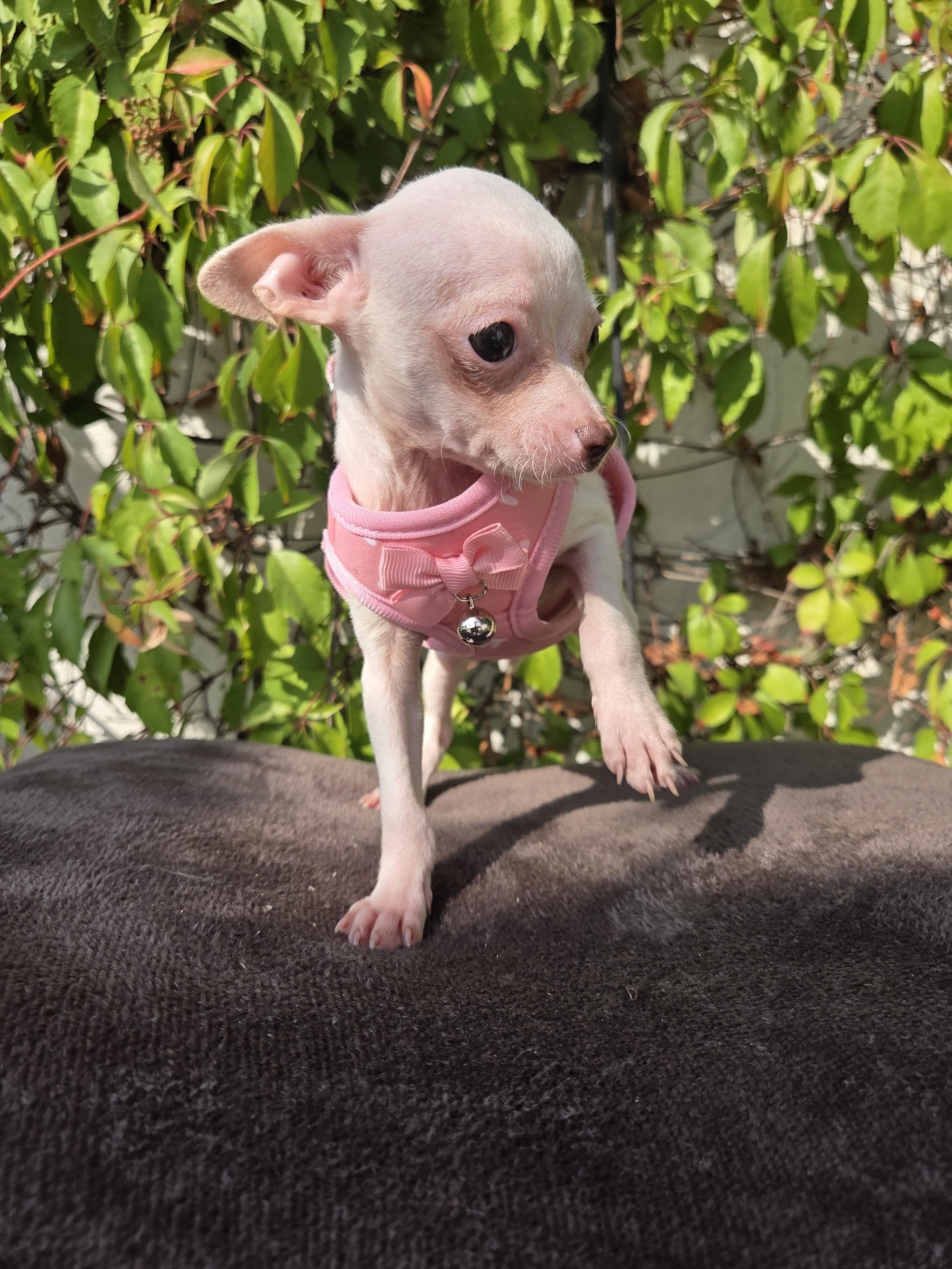 Bella – Chihuahua puppy for sale in Santa Ana, CA