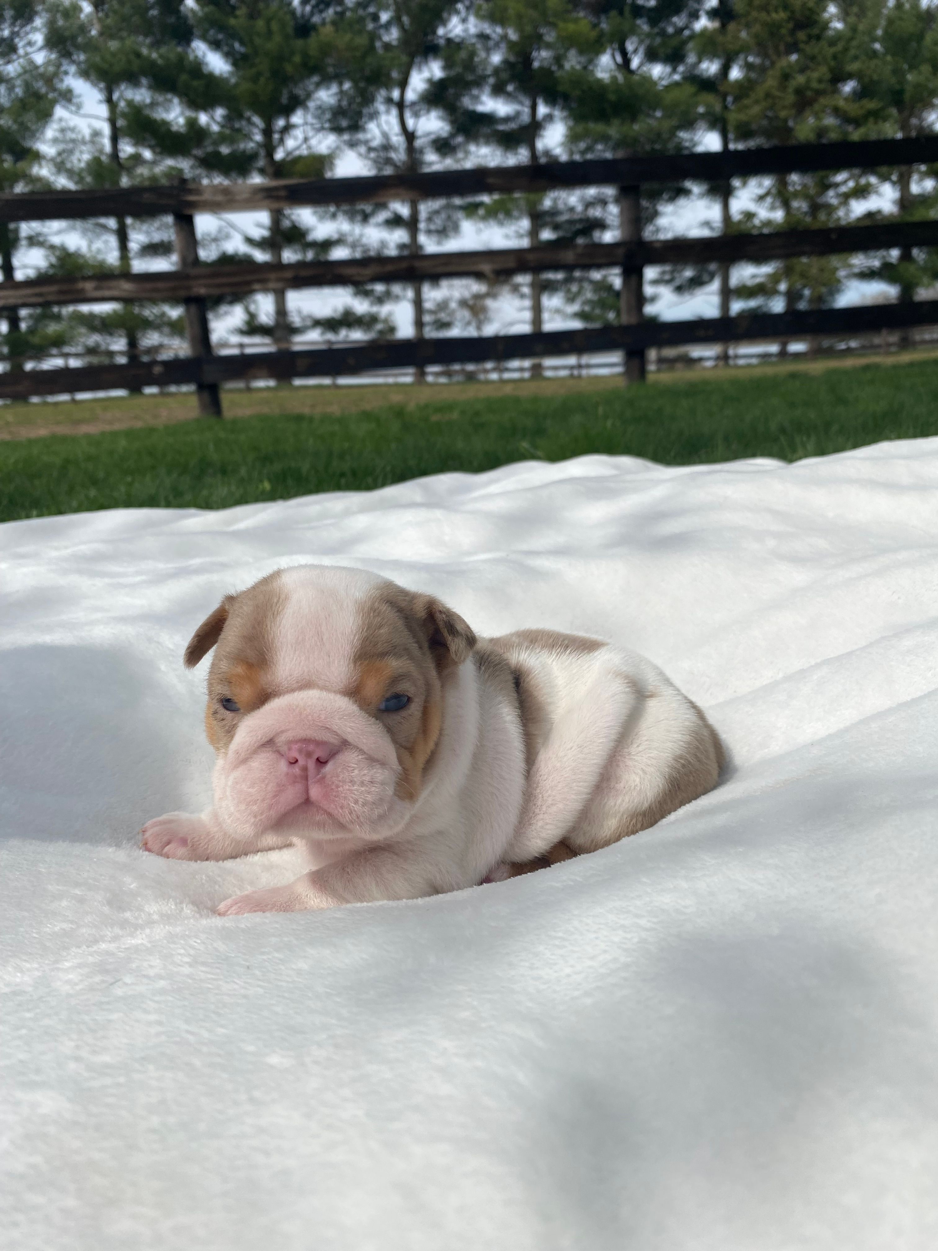Rosie – English Bulldog puppy for sale in Nappanee, IN