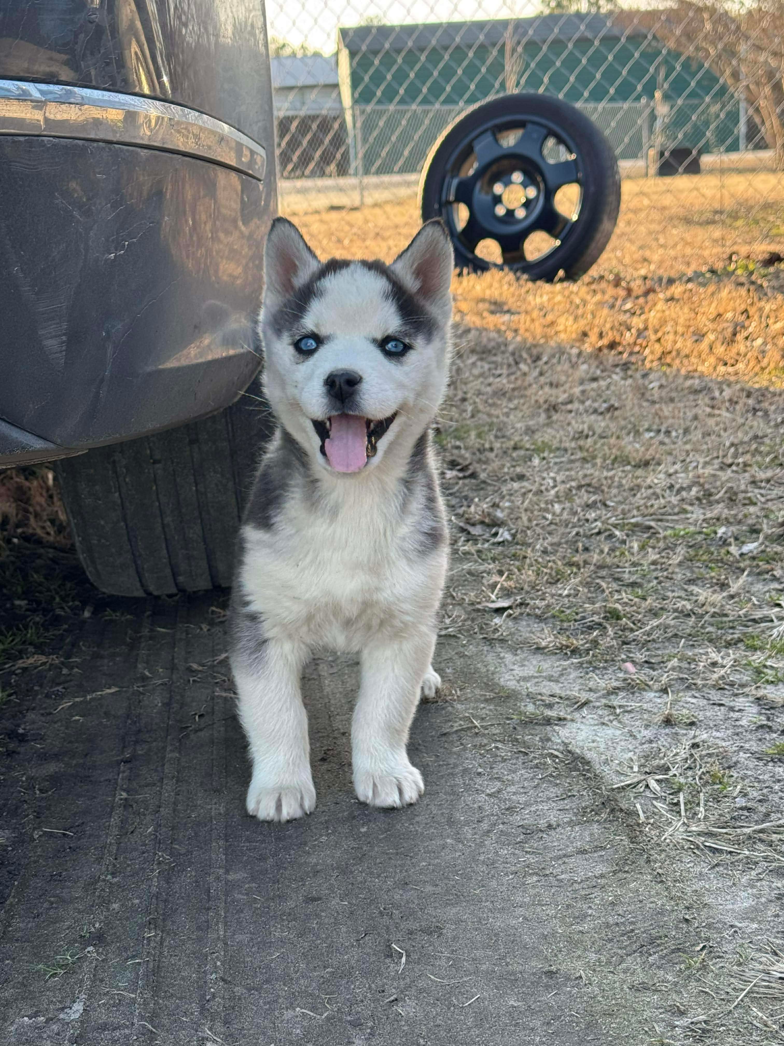 Husky