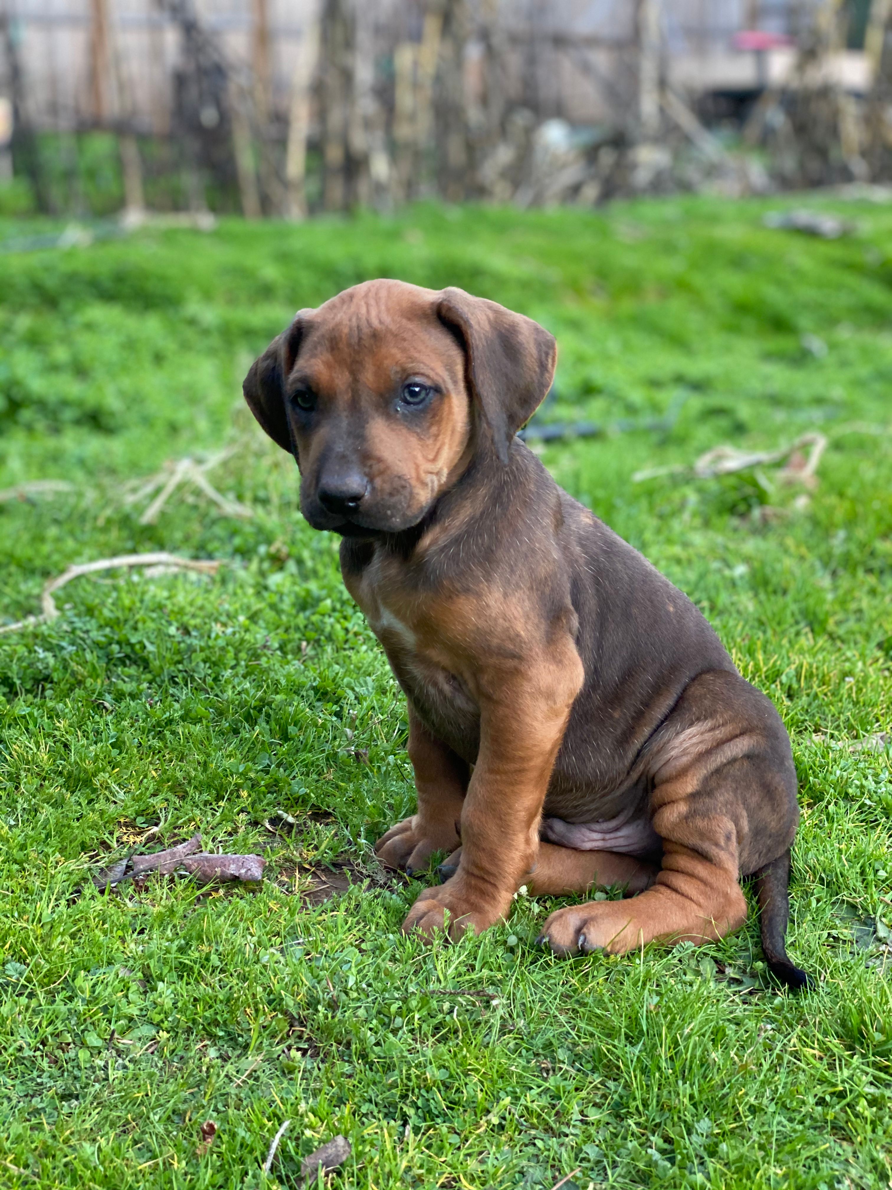 Trinity  – Rhodesian Ridgeback puppy for sale in Cave Junction, OR