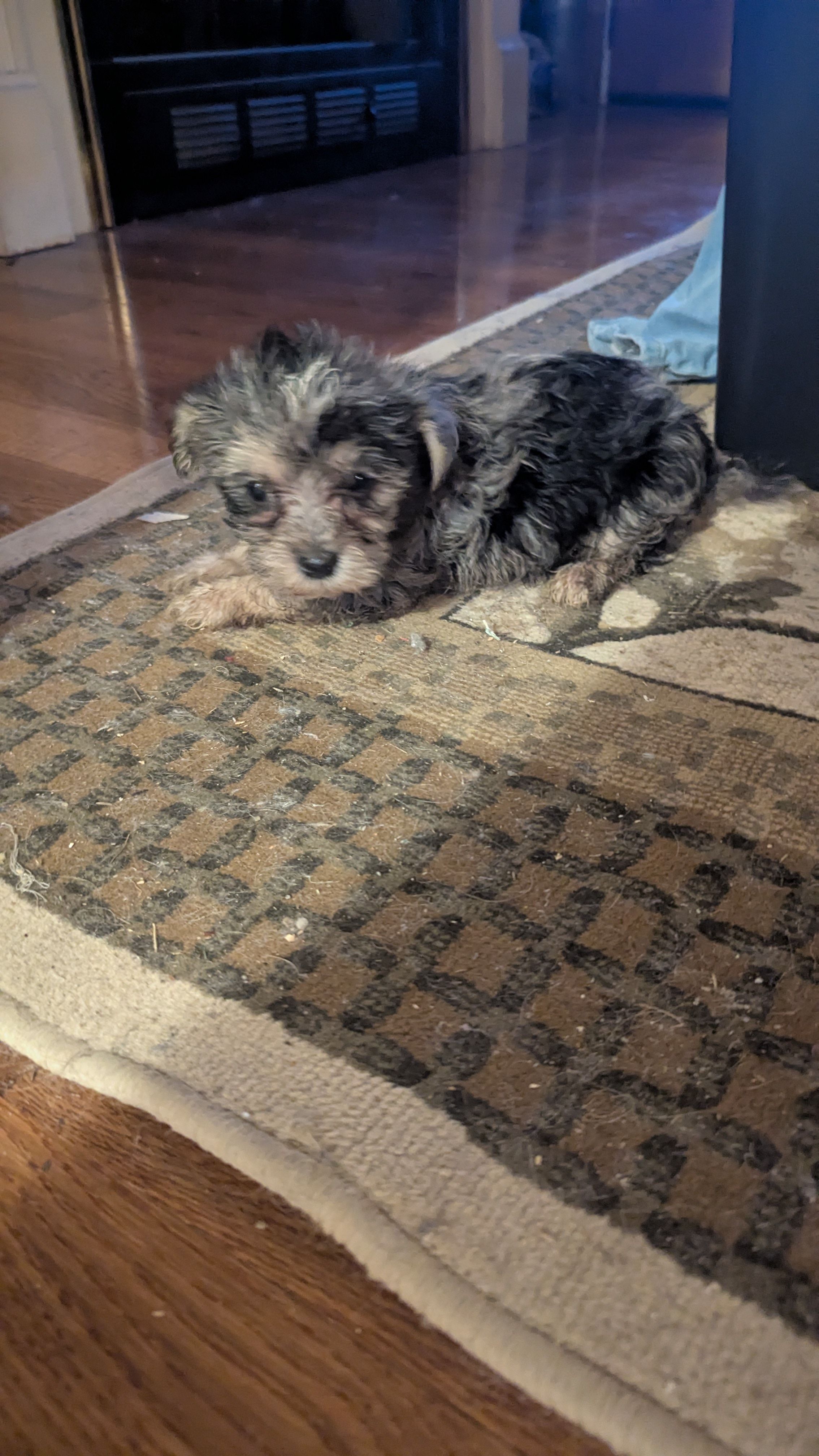 Merlie – Morkie puppy for sale in Grandview, TN