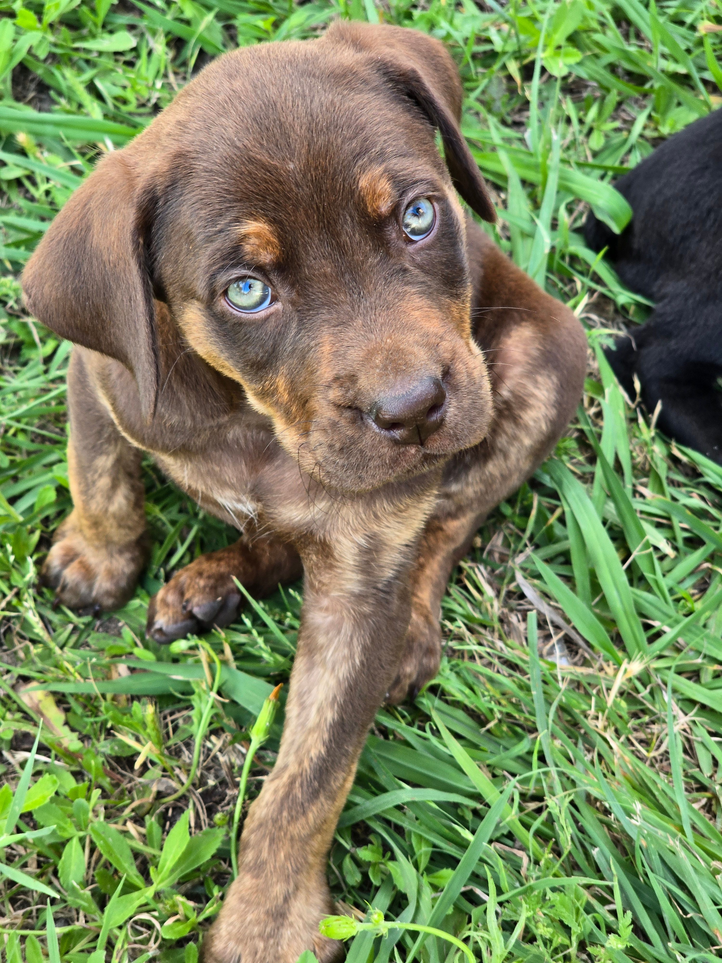 Daisy – Cane Corso, Golden Retriever puppy for sale in Grandview, TX