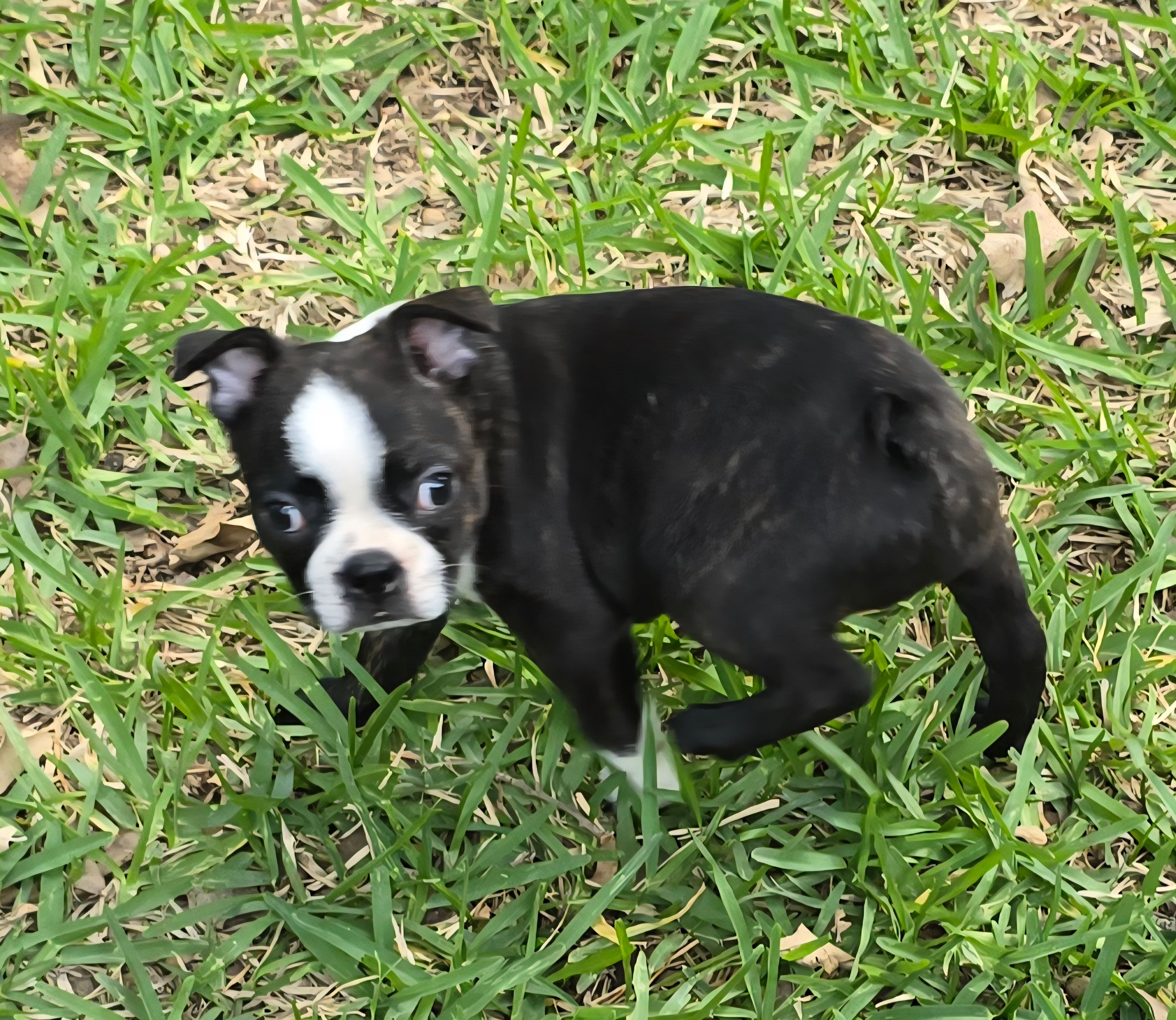 Hershey Kiss – Boston Terrier puppy for sale in Grandview, TX