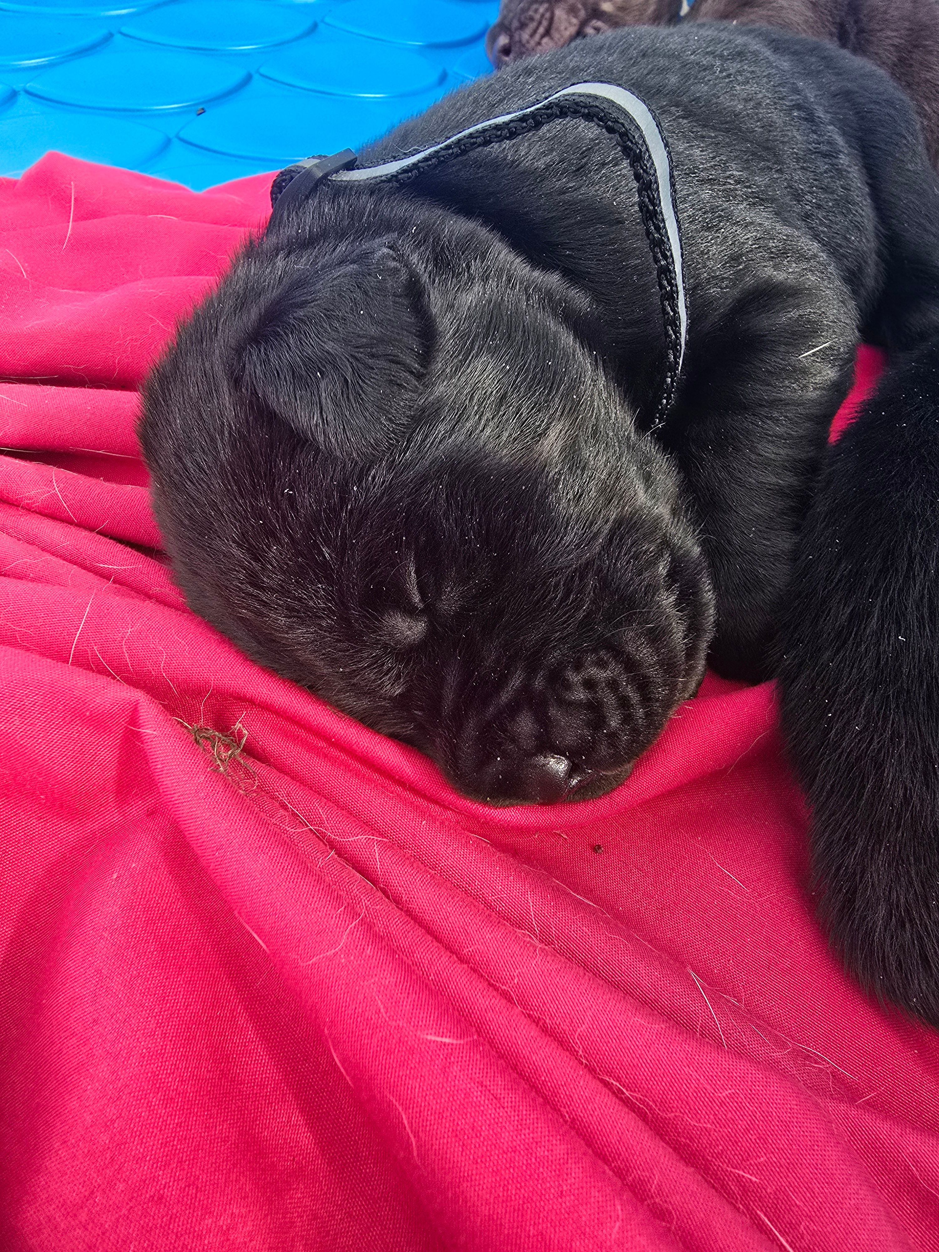 Ember – Cane Corso, Golden Retriever puppy for sale in Grandview, TX