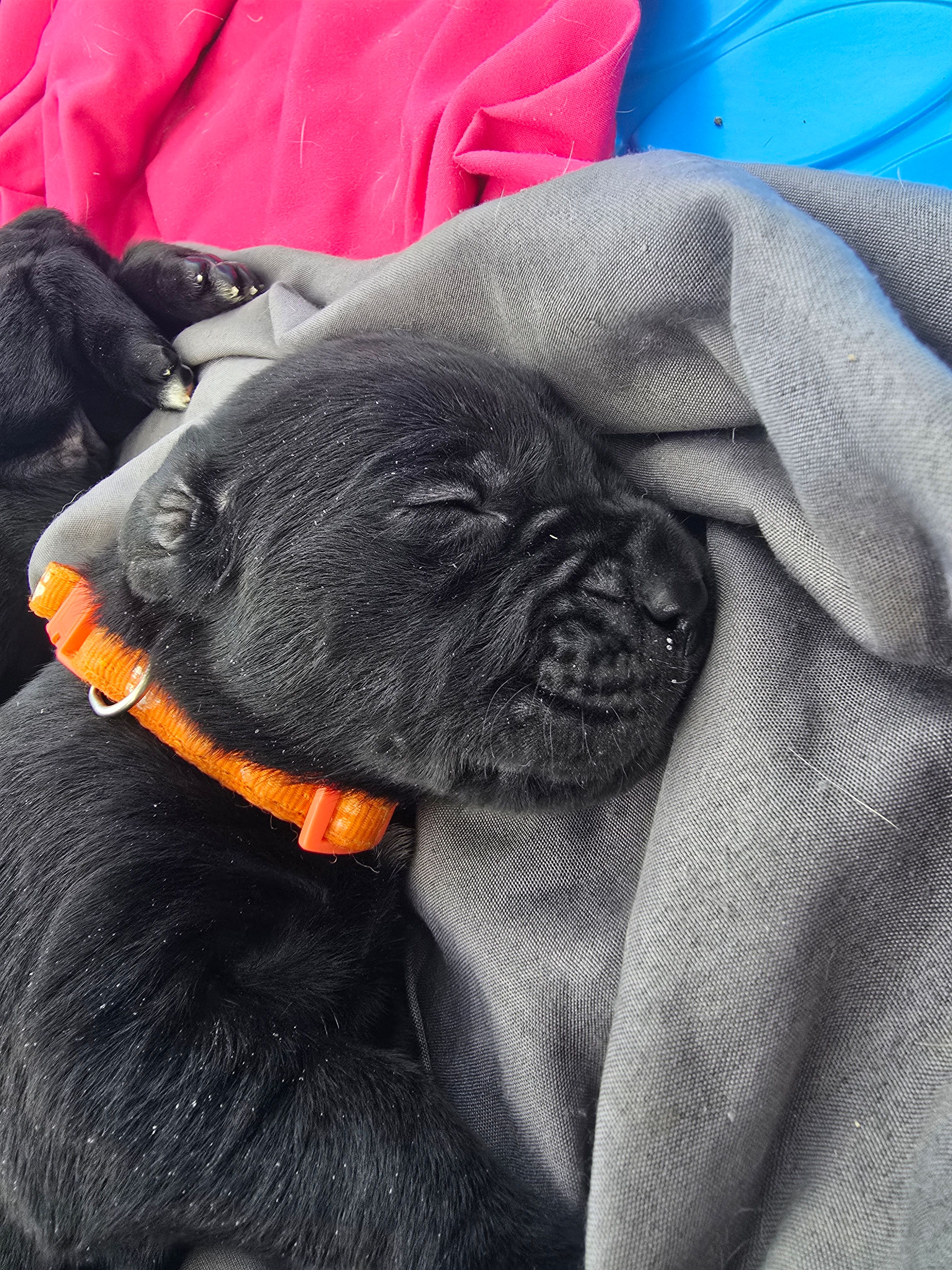 Val – Cane Corso, Golden Retriever puppy for sale in Grandview, TX