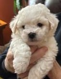 AKC "Danny" Champion Bloodline – Bichon Frise puppy for sale in Vancouver, WA