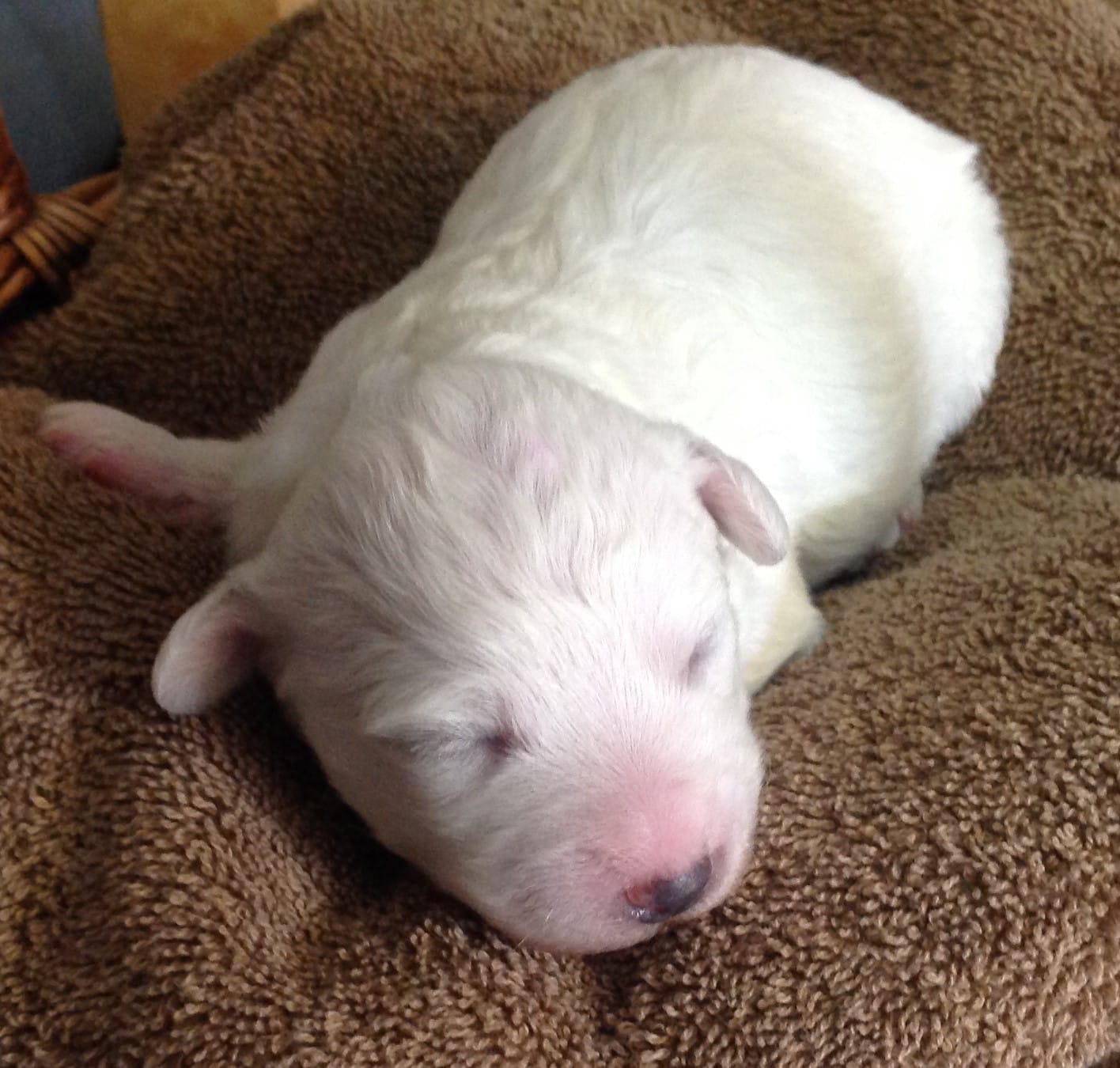 AKC "Teddy" Champion Bloodline – Bichon Frise puppy for sale in Vancouver, WA