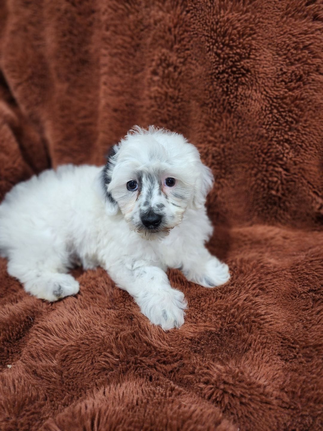 Yogi-Toy/Mini Schnoodle