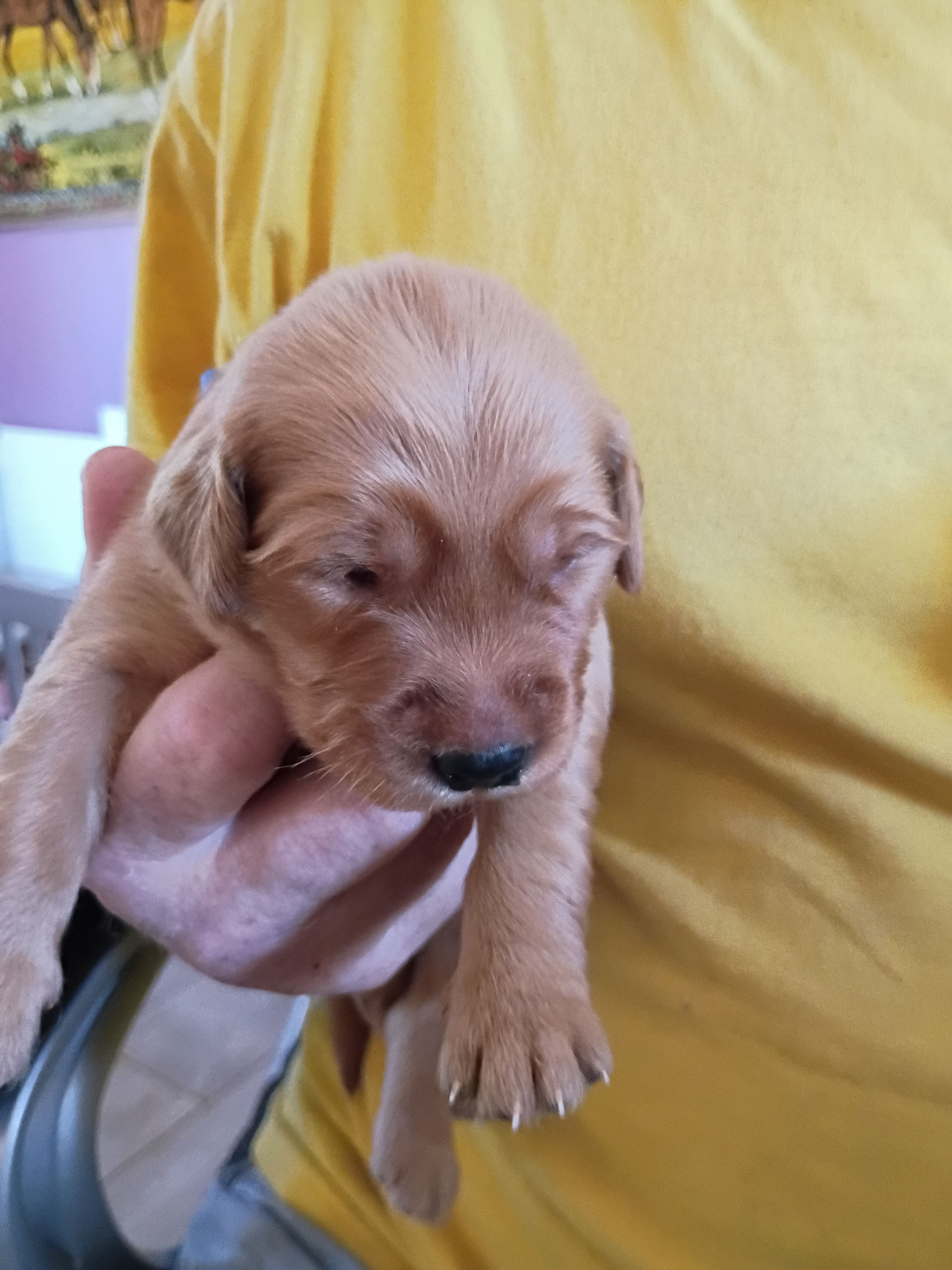 #10 – Golden Retriever puppy for sale in Skipperville, AL