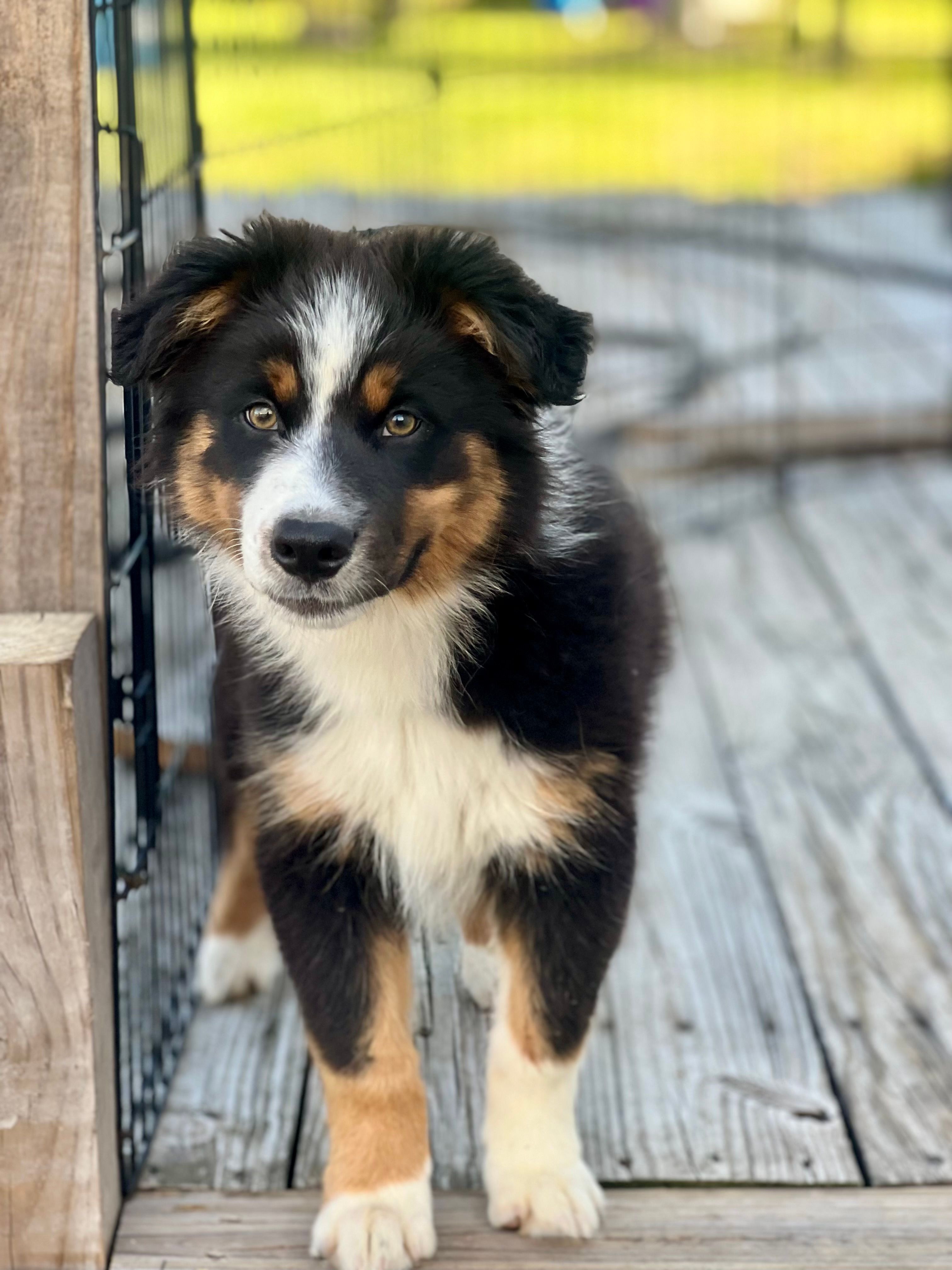 Thumper – Australian Shepherd puppy for sale in Willacoochee, GA