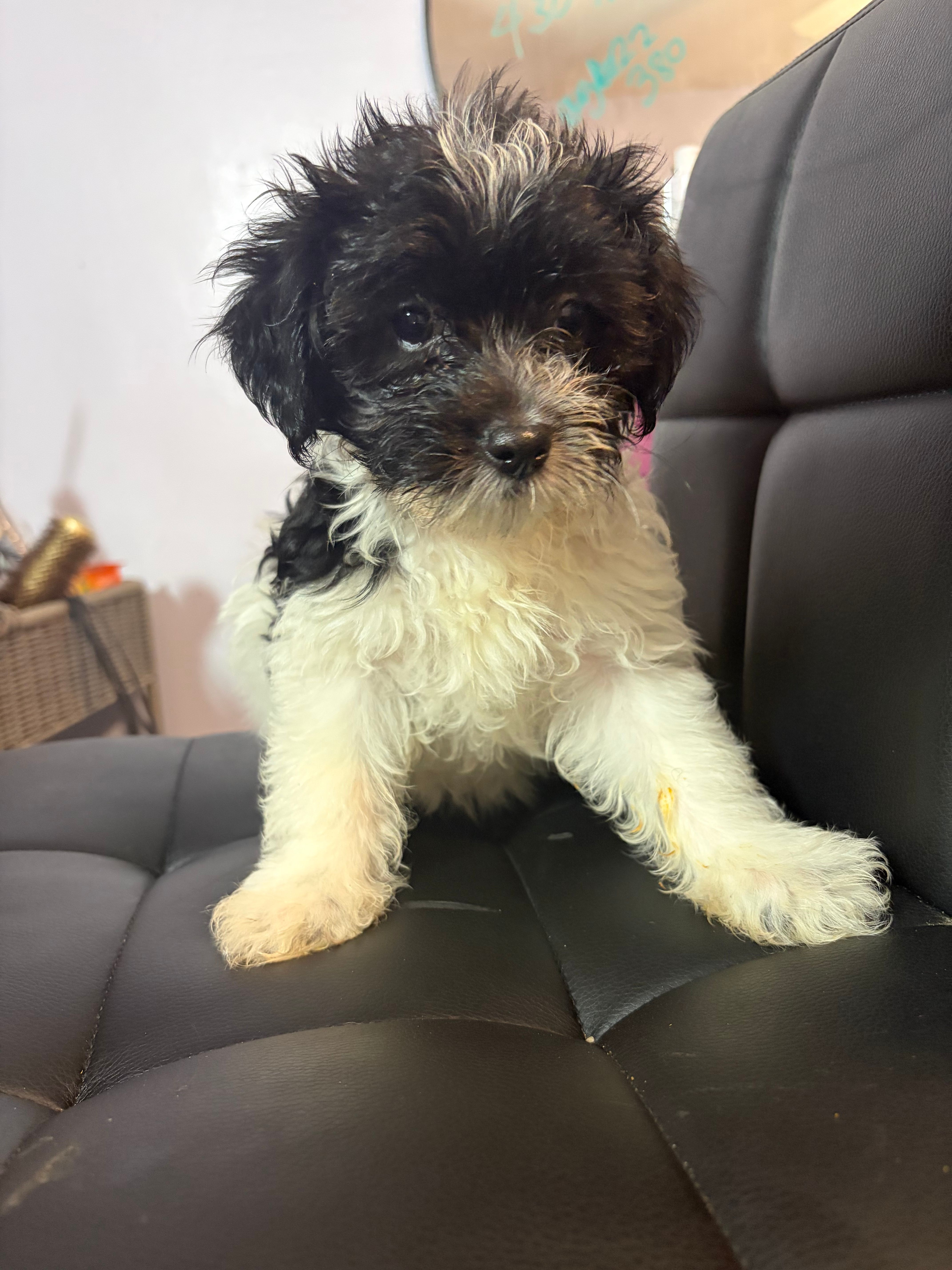 Brooklynn – Havanese puppy for sale in Atlanta, GA