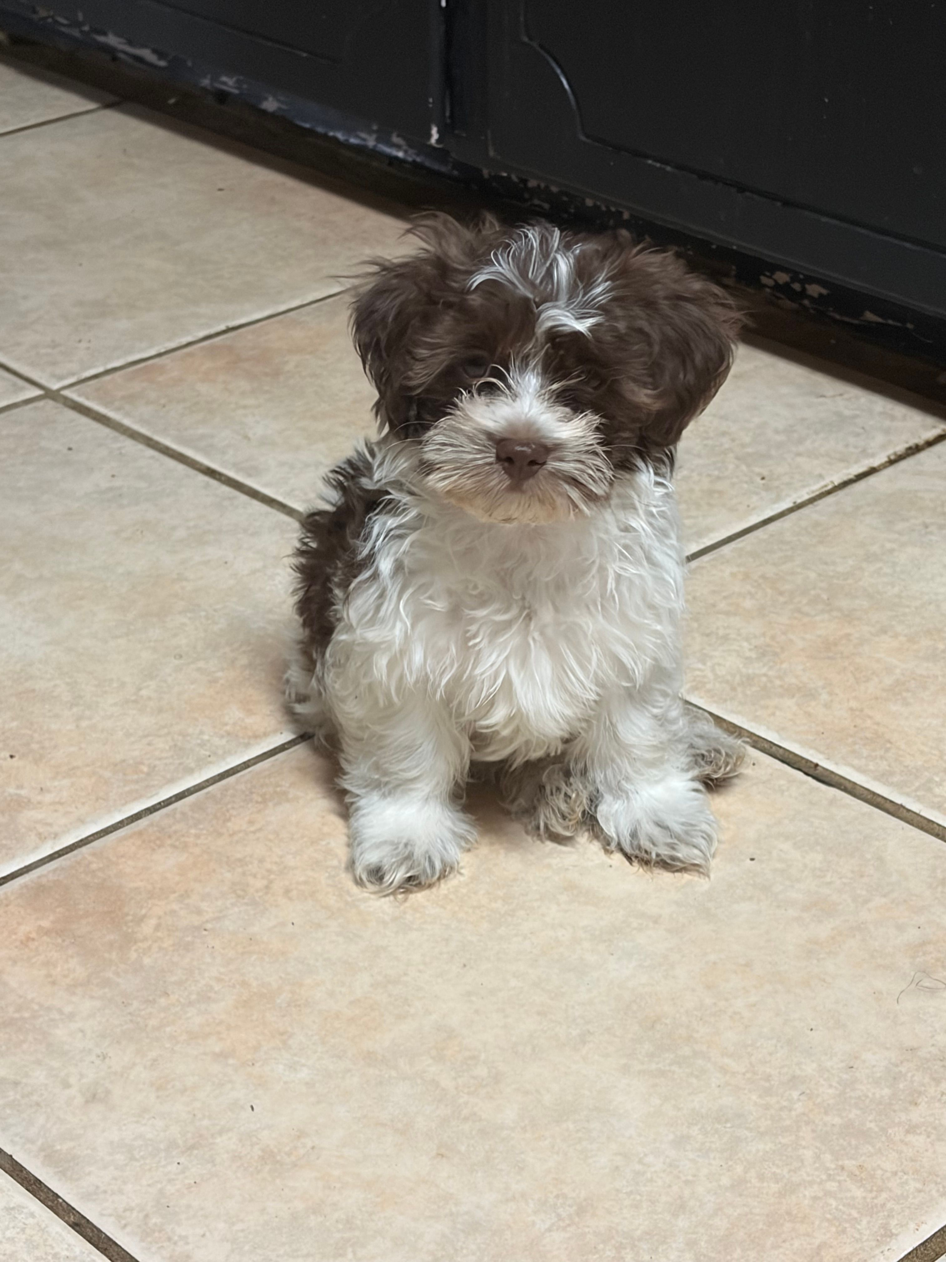 Bronze – Havanese puppy for sale in Atlanta, GA