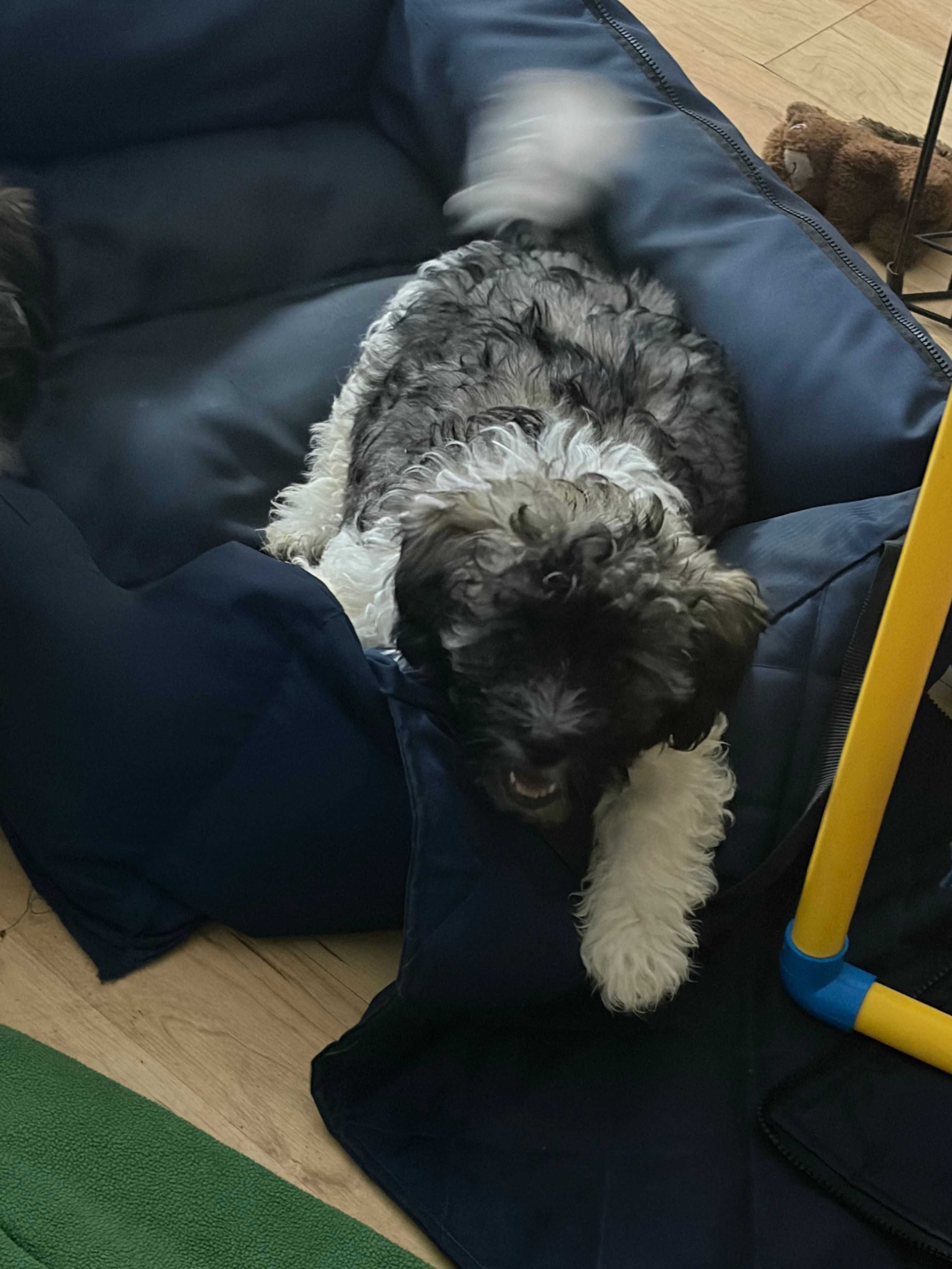Bronx – Havanese puppy for sale in Atlanta, GA
