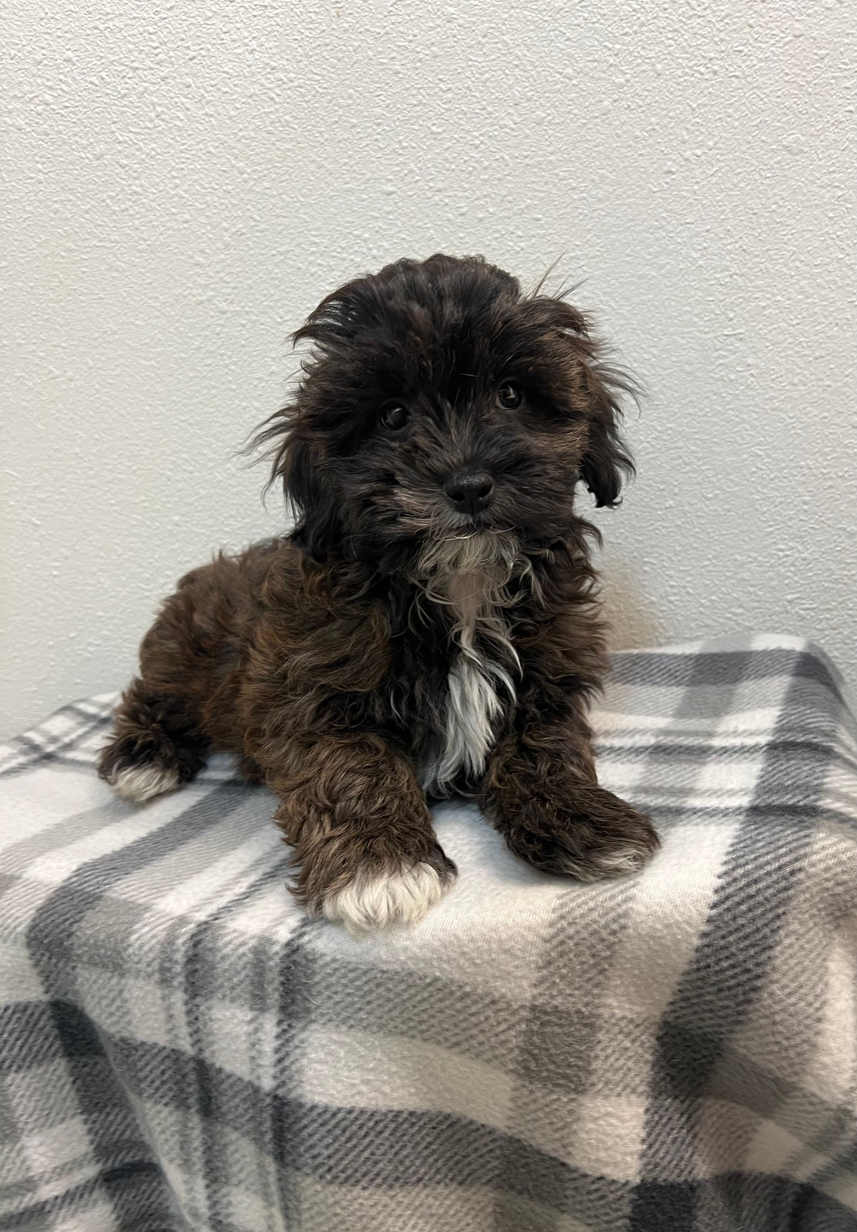 MILWAUKEE AREA BOY READY – Shihpoo puppy for sale in Brookfield, WI
