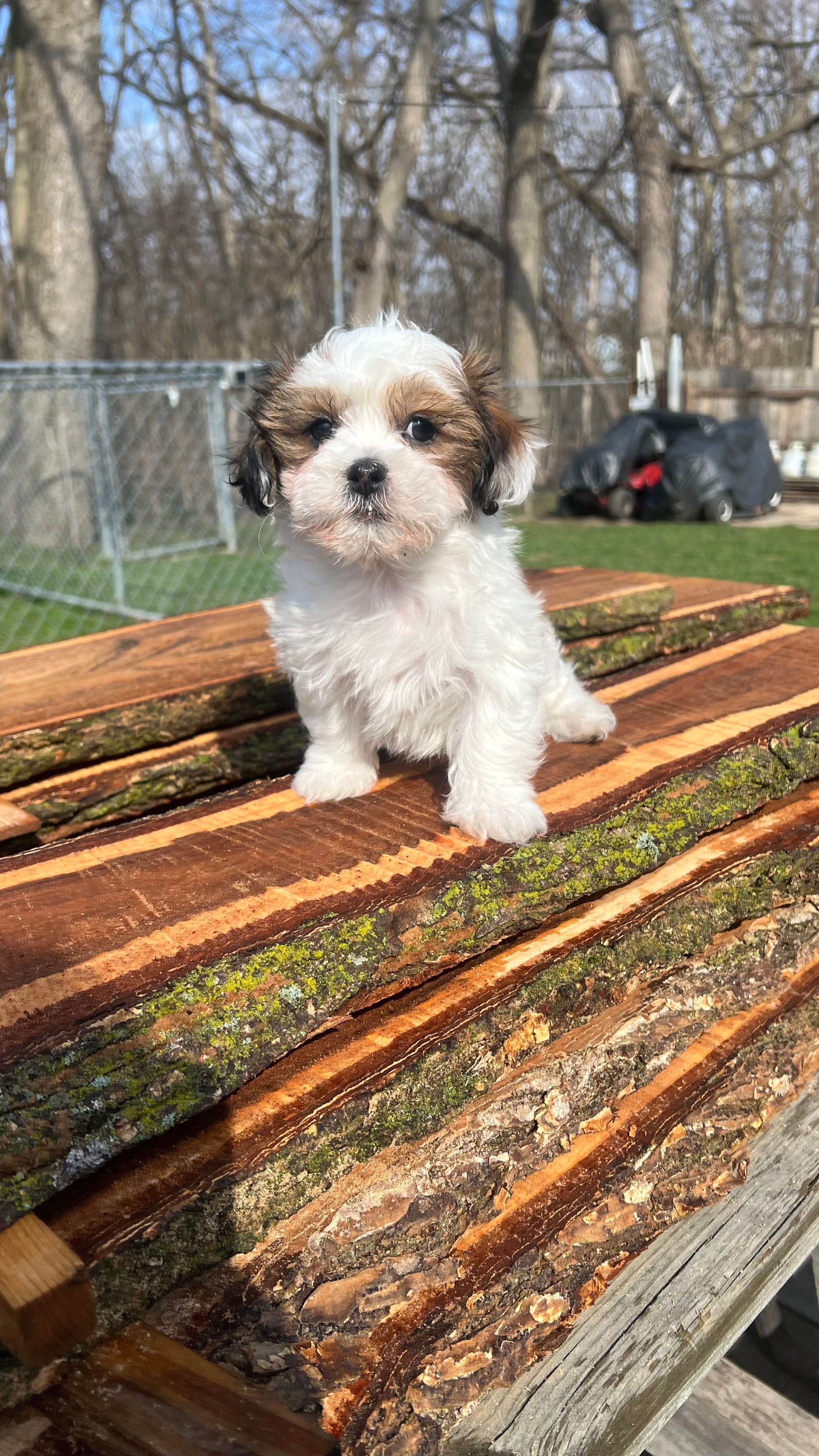 MILWAUKEE AREA GIRL READY – Shichon puppy for sale in Brookfield, WI