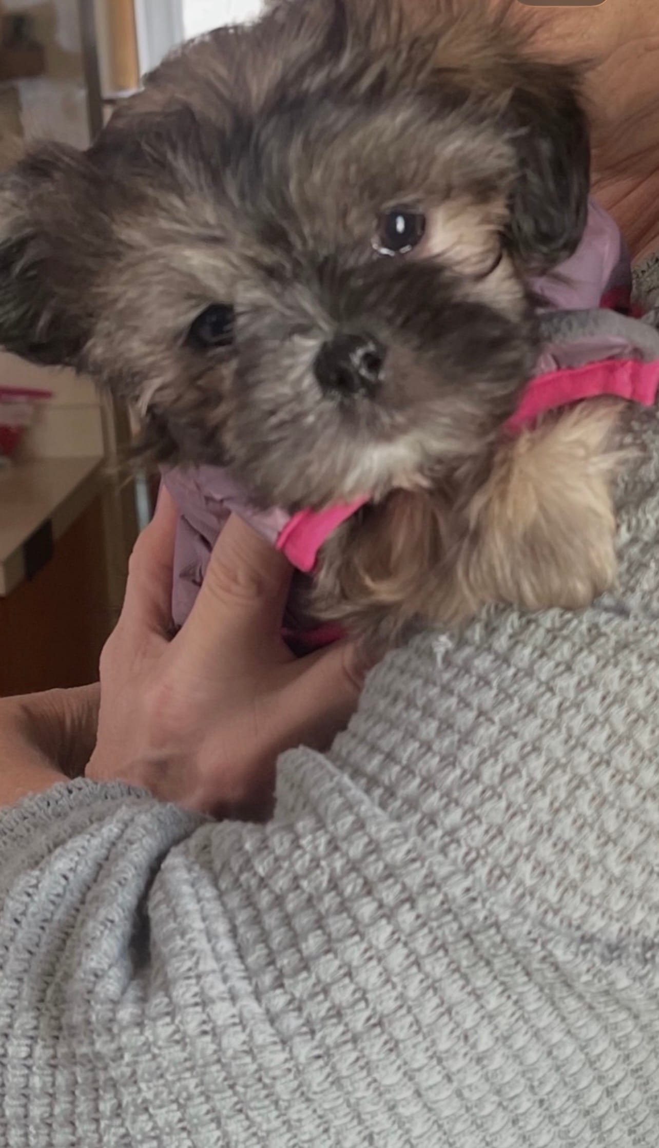 MILWAUKEE AREA GIRL READY – Shichon puppy for sale in Milwaukee, WI