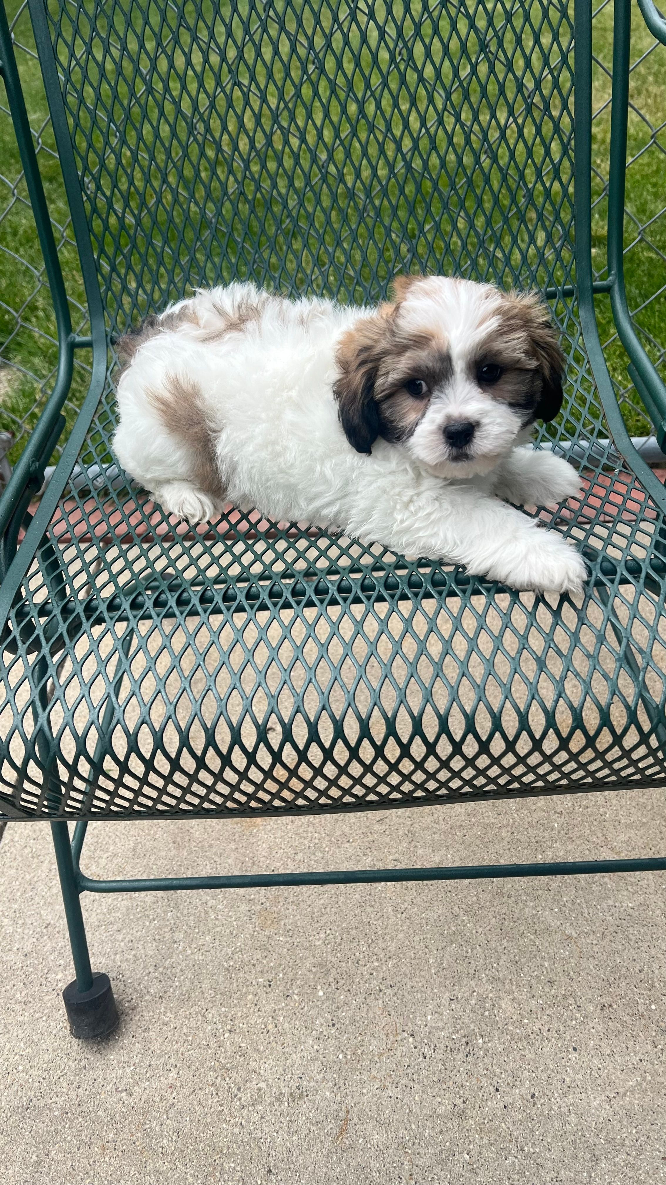 TEDDY – Shichon puppy for sale in Milwaukee, WI