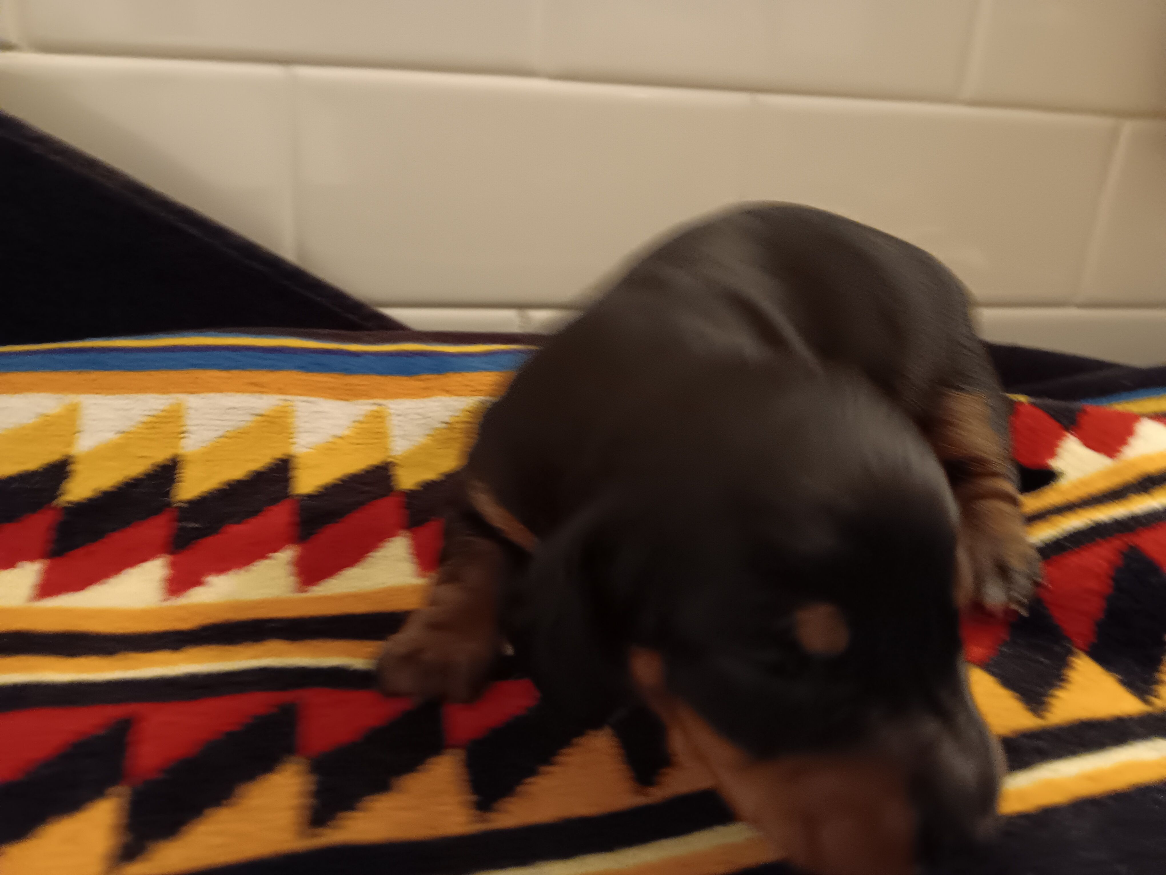 Shadow – Miniature Dachshund puppy for sale in Old Chatham, NY