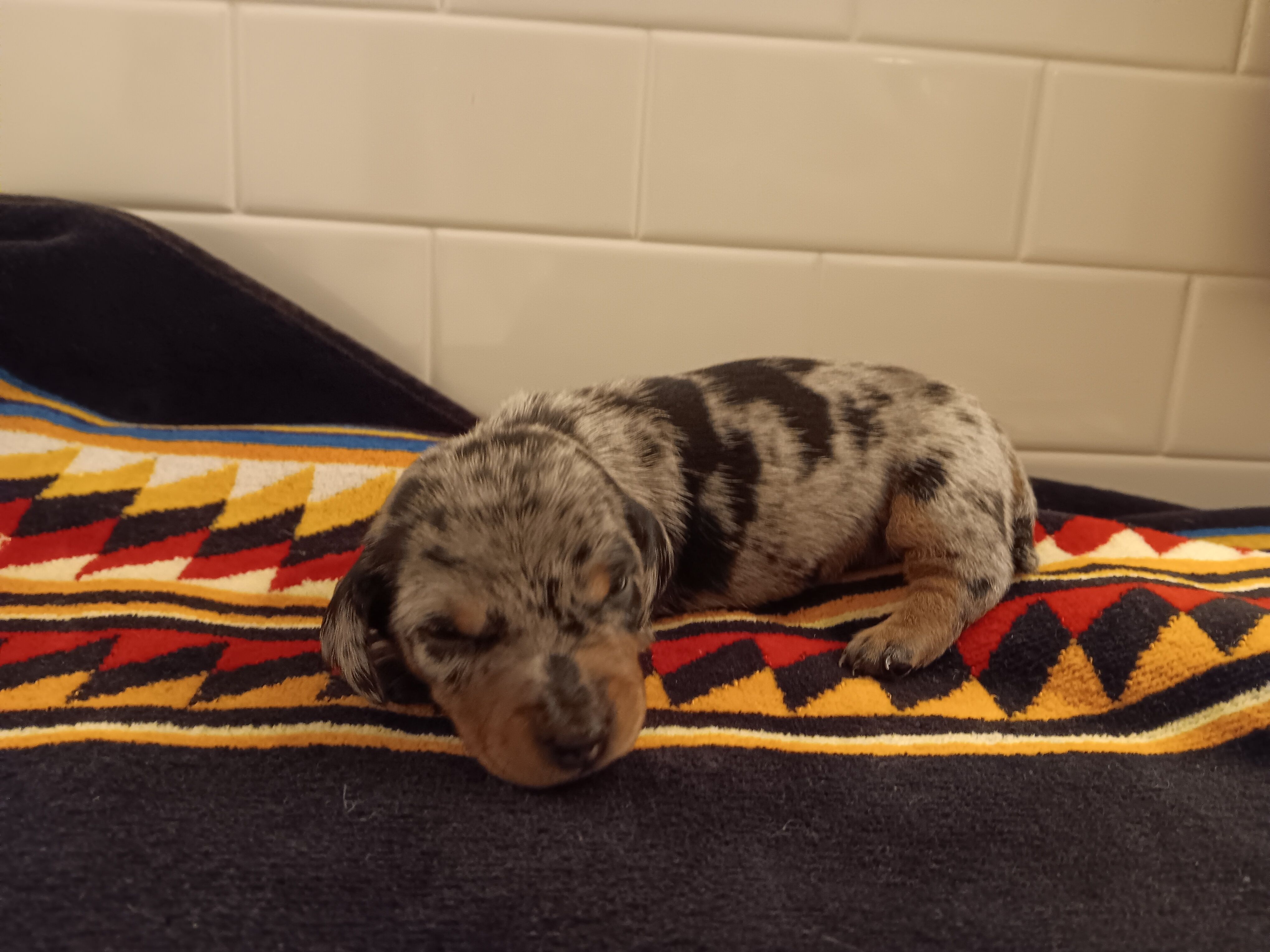 Buttercup – Miniature Dachshund puppy for sale in Old Chatham, NY