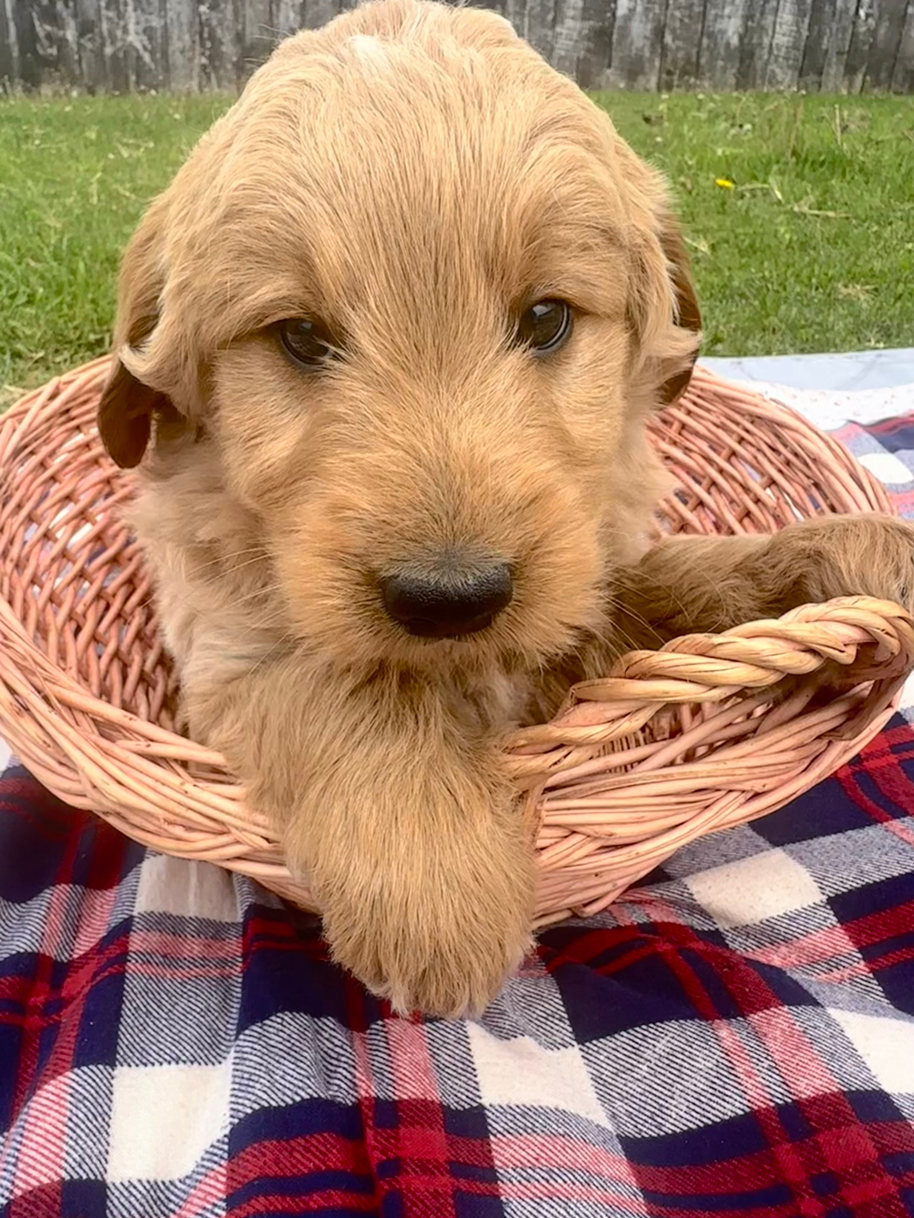 Vern – Miniature Goldendoodle puppy for sale in Camden, MI